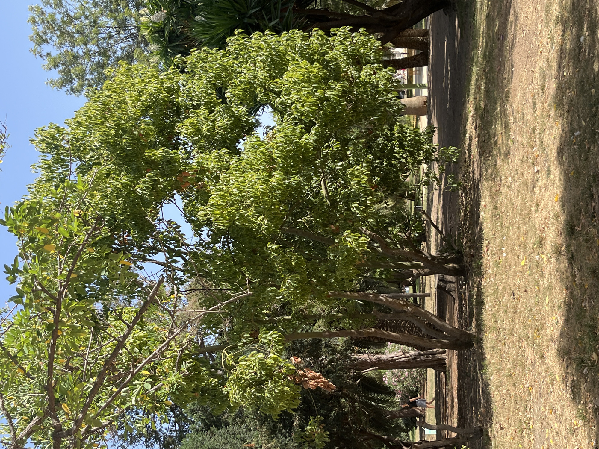 This is a photograph taken in Barcelona, Spain, likely within a public park. The image features lush green trees with some yellowing leaves, suggesting a late summer or early autumn setting. In the foreground, dry, yellowish grass is interspersed with patches of green. The midground shows several tree trunks of varying thickness and texture, some with rough bark and others smoother. Behind the trees, a pathway is visible, with a few people walking in the distance. One person, a woman with dark hair, is walking away from the camera on the left side, wearing a dark top and a light-colored skirt or shorts. The background is dominated by more trees, including palm trees and other leafy varieties, against a clear blue sky. The overall impression is a peaceful, sunlit park scene.