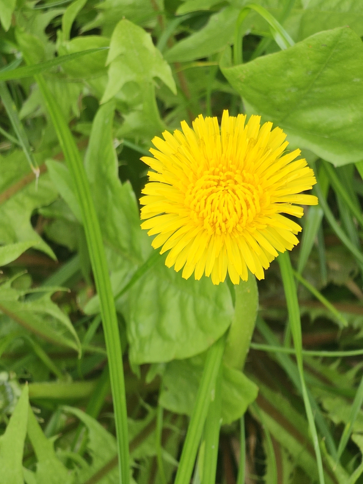 The image shows a close-up view of a single, bright yellow dandelion flower in full bloom. The flower is positioned slightly to the right of the center of the frame. It has numerous ray florets radiating outwards from a central disk. The background is composed of lush green foliage, including large, lobed leaves and thin blades of grass, which are slightly out of focus, emphasizing the dandelion. The lighting suggests it is daytime, with a soft, diffused light. There are no people or man-made objects visible in the image. The scene is a natural outdoor environment. There is no information in the image to indicate its location in Moscow, Russia.