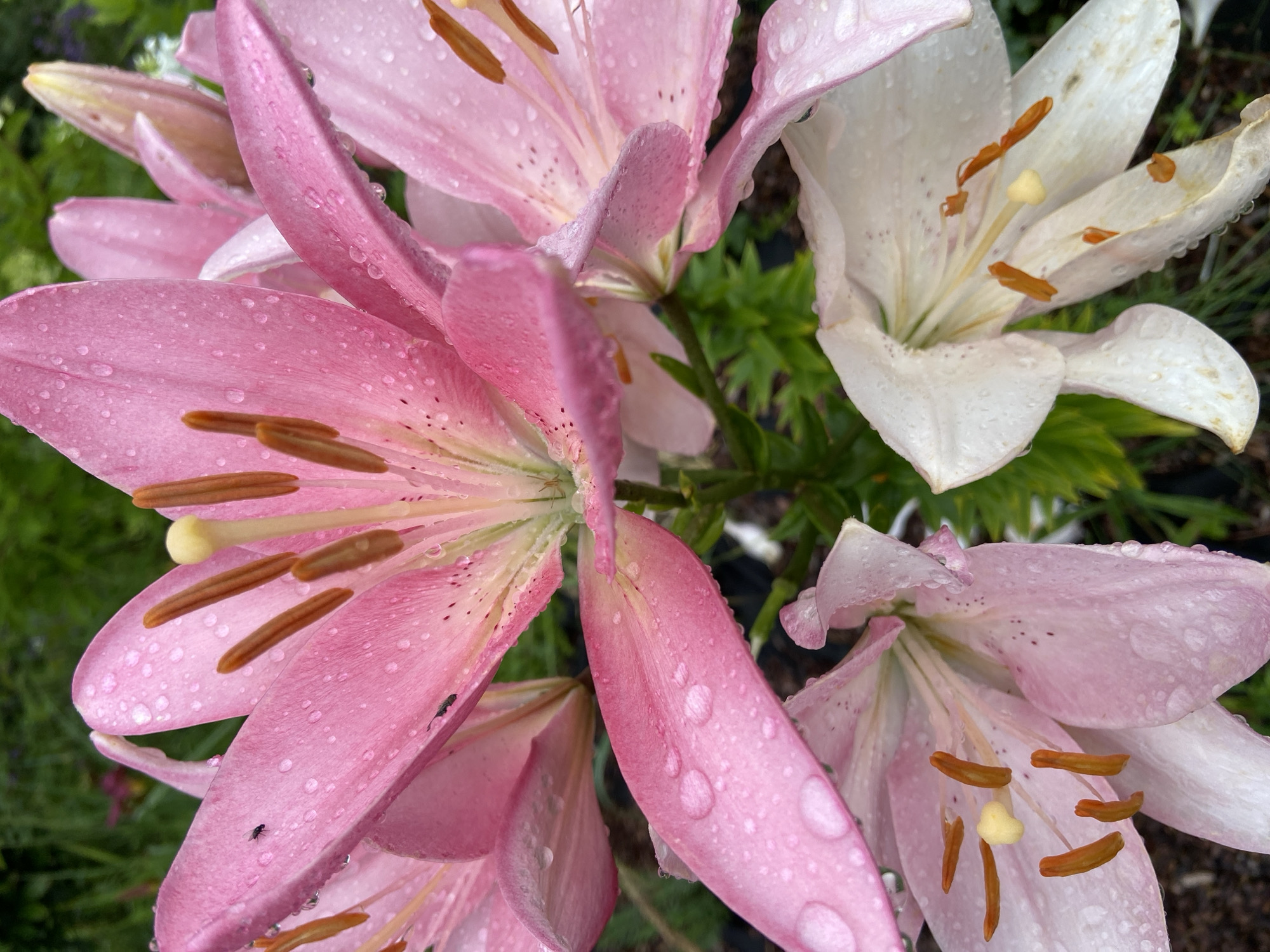 In Novyy Buyan, Russia, a close-up shot captures several Stargazer lilies, a variety of lily known for its vibrant pink and white petals. The flowers are adorned with numerous water droplets, suggesting recent rain or dew. Prominent brown anthers are visible within the blooms, some dusted with pollen. The background features lush green foliage. A small black insect is perched on one of the pink petals, and another tiny insect is also visible on a different petal. The lilies are arranged in a cluster, with some fully open and others still in bud.