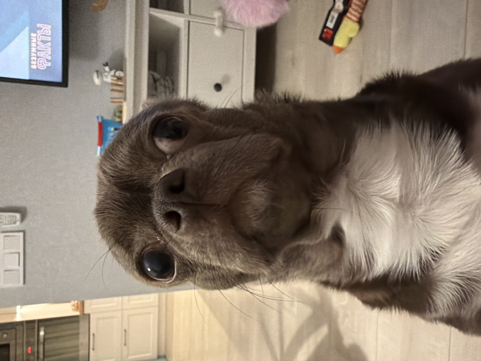 The image presents a close-up, upward-angled portrait of a small dog, likely a Chihuahua or similar toy breed, with dark brown-grey fur and a prominent fluffy white chest and neck ruff. The dog's large, dark eyes are fixed directly on the viewer, and its head is slightly tilted, conveying an expression of curiosity and attentiveness. Its wet nose and fine whiskers are clearly visible.
The scene is set indoors, in what appears to be a domestic living space. In the background to the left of the dog, a flat-screen television is mounted on a light grey wall, displaying Russian text that reads "БЕЗУМНЫЕ ФАКТЫ" (CRAZY FACTS). Further back, white modular shelving or cabinet units are visible, adorned with a soft pink fluffy object and a distinctively striped toy in yellow, orange, and black/white. The flooring is light-colored, and in the more distant background to the lower left, kitchen cabinetry and appliances can be discerned, suggesting an open-plan layout. The lighting is consistent with indoor artificial illumination, not indicating a specific time of day beyond being inside. The image is oriented with the dog appearing to look upwards from a sideways perspective.