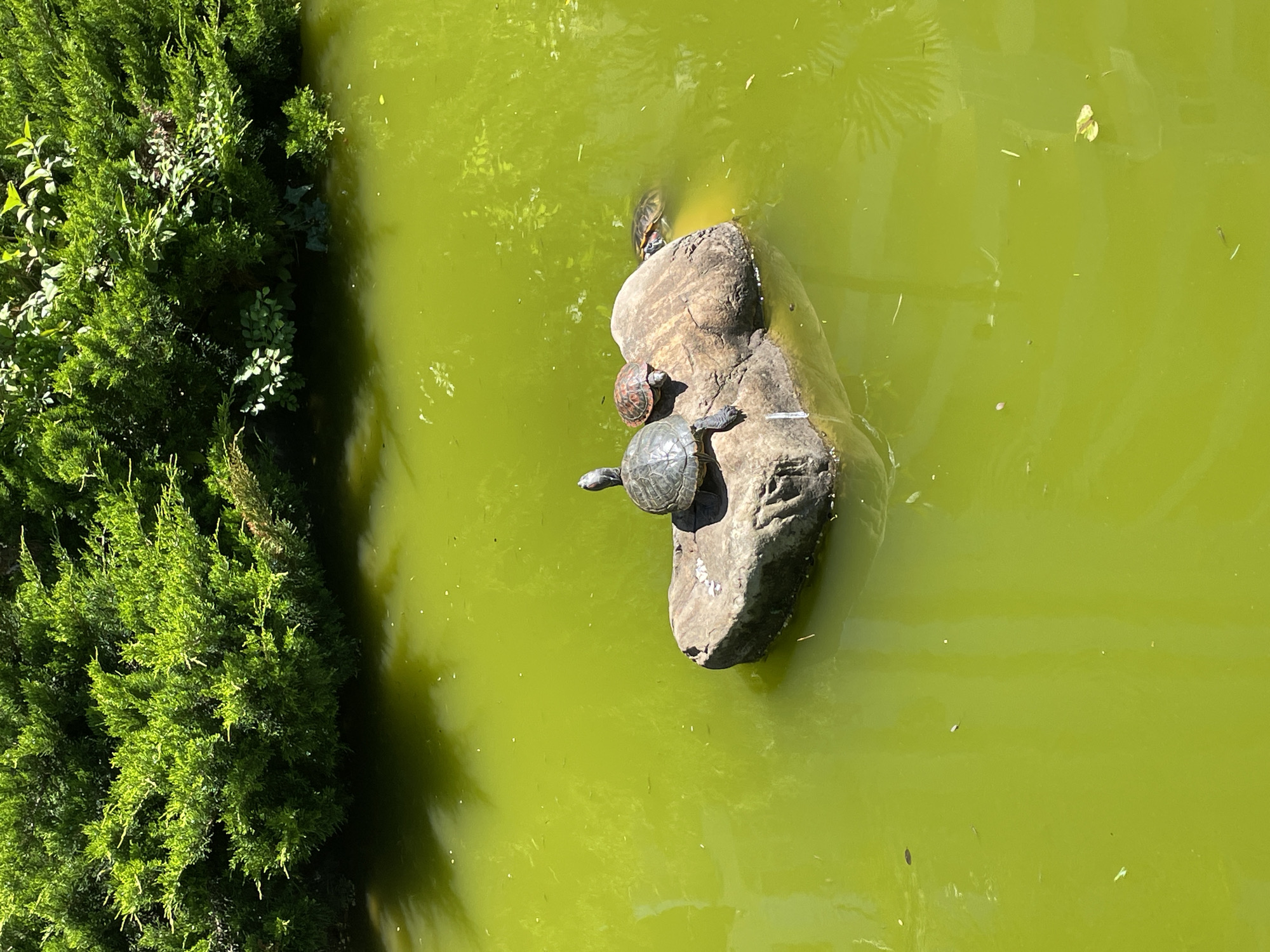 This vertical image, captured in Sochi, Russia, depicts a vibrant outdoor scene featuring a body of water and dense vegetation. On the right side, a significant portion of the frame is filled with calm, lime-green water, suggestive of a pond or a placid section of a river, possibly colored by algae or intense reflections. The water surface shows subtle ripples and small floating debris, along with indistinct reflections of overhead elements, including a faint palm-like shape.
In the middle of the water, a prominent, dark, irregularly shaped rock serves as a resting platform for three turtles. One large turtle is clearly visible on the lower section of the rock, facing upwards. A smaller turtle is positioned higher up on the rock's surface. A third turtle is partially submerged at the top edge of the rock, its shell just breaking the water.
The left side of the image is dominated by a rich bank of lush green foliage, consisting of various bushes and small trees. The plants are brightly illuminated by sunlight, showcasing their intricate textures and multiple shades of green. The clear lighting indicates a sunny day. There is no visible text in the image.