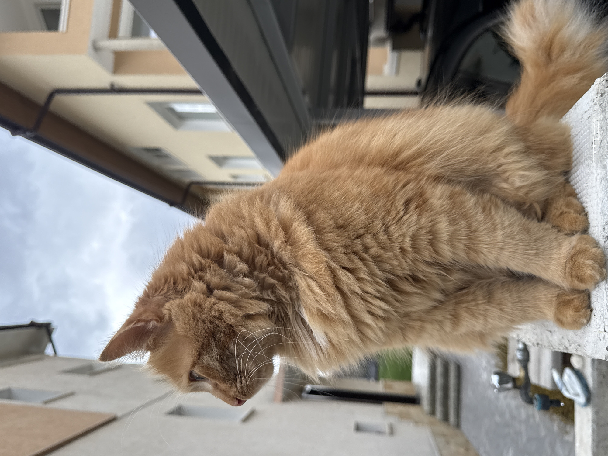 The image displays an adult, ginger-colored domestic feline with medium-long fur and prominent white whiskers, seated in profile, facing left. The animal is positioned on a light-grey, textured concrete parapet in the foreground. To the left and rear of the feline, a multi-story building with a light beige stucco facade and white-framed windows is visible. A concrete staircase descends from this building to a paved area, where a metal spigot with a blue element and a silver, shoe-like object are situated. Green foliage is discernible beyond the staircase. To the right and rear of the feline, another multi-story building with a light yellow stucco facade, a dark brown roofline, and a dark downspout is partially visible. A dark grey metal carport structure extends from this building, partially obscuring a dark-colored sedan. The sky above is overcast with diffuse grey cloud cover. This scene is located in a residential area within Berkovitsa, Bulgaria.