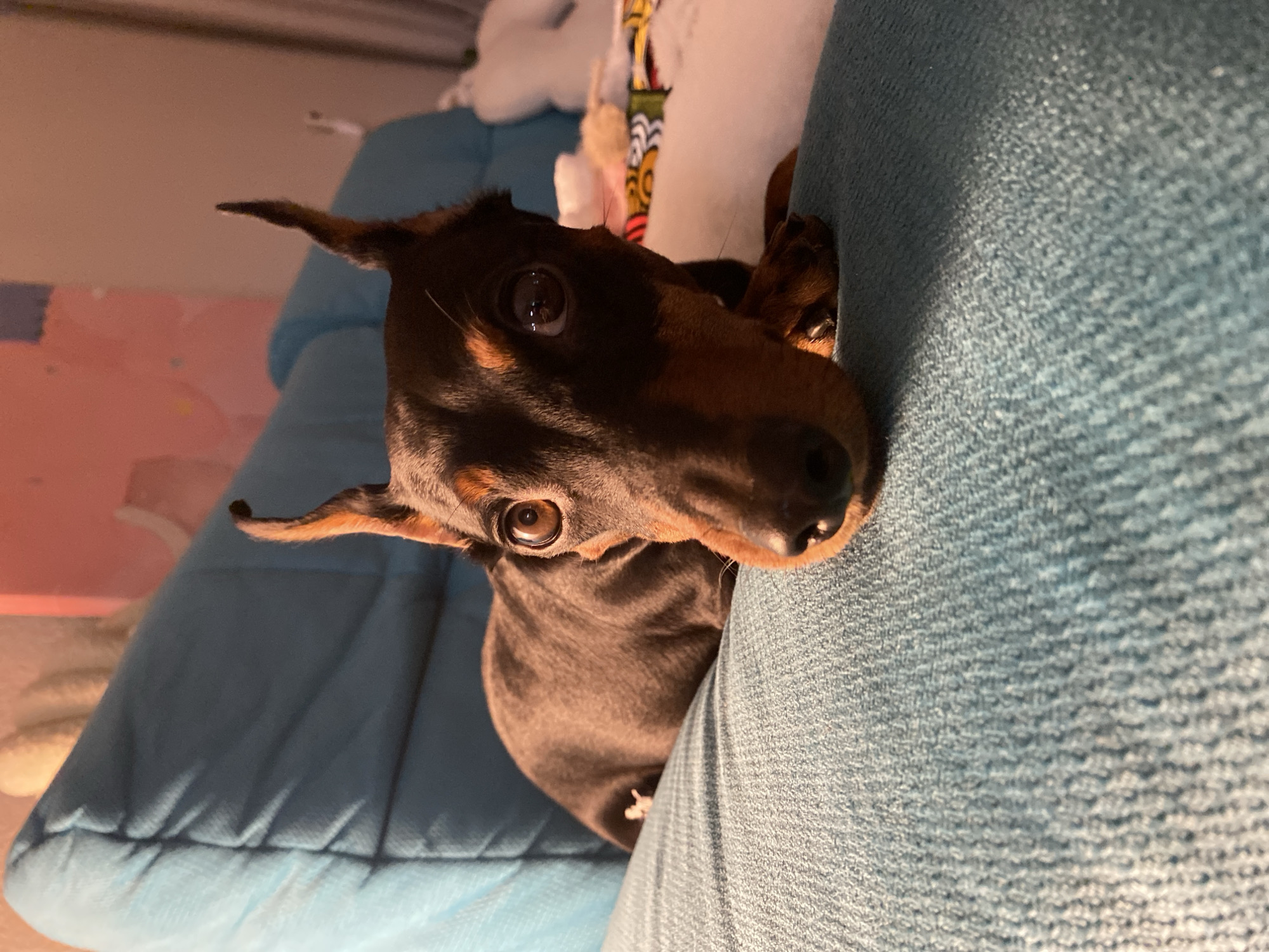 The image shows a Miniature Pinscher dog lying on a teal-colored textured surface, which appears to be a cushion or blanket. The dog has short, dark brown fur with tan markings on its face, chest, and legs. Its ears are pointed and erect. The dog is looking directly at the camera with large, brown eyes. The background is softly blurred, showing a hint of a pink wall with artwork and other soft furnishings. There is no indication of the location being Moscow, Russia.