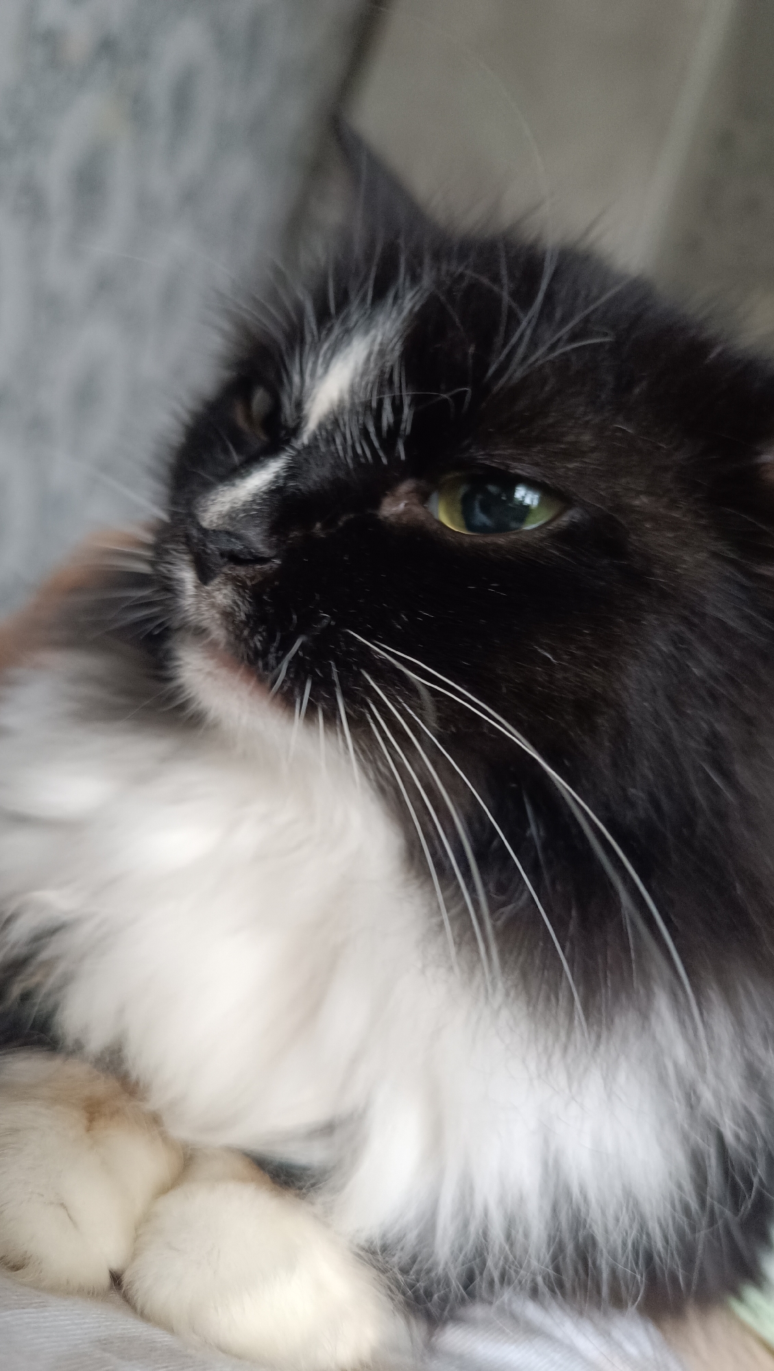 A close-up, shallow depth of field photograph shows a black and white cat resting. The cat's face is partially visible, with its left eye prominent and a bright green iris. Its fur is predominantly black with a white stripe running down its forehead and chest. The cat's whiskers are long and white, fanning out from its muzzle. In the lower left portion of the frame, two fluffy white paws are visible. The background is out of focus, appearing as a textured, light-colored surface. No specific location in Chaikovsky, Russia, can be determined from the image.