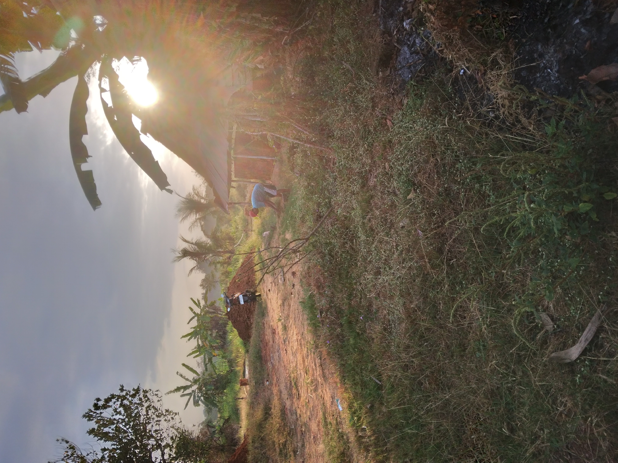 An outdoor, low-angle, medium shot captures a rural scene at dusk in Desa Pamijen Kecamatan Sokaraja, Indonesia. The sun, partially obscured by a large palm tree on the right, casts a strong lens flare across the image, creating bright rays of light and overexposed areas. In the mid-ground, a person wearing a blue shirt and white shorts is bent over, appearing to work the soil near a small, open-sided structure with a corrugated metal roof. A dirt pile is visible to the left, with a motorcycle parked on top of it. Banana trees and other vegetation dot the landscape, with a backdrop of a cloudy sky. The foreground is filled with dry grass and various weeds, with a burnt patch of ground on the far right.