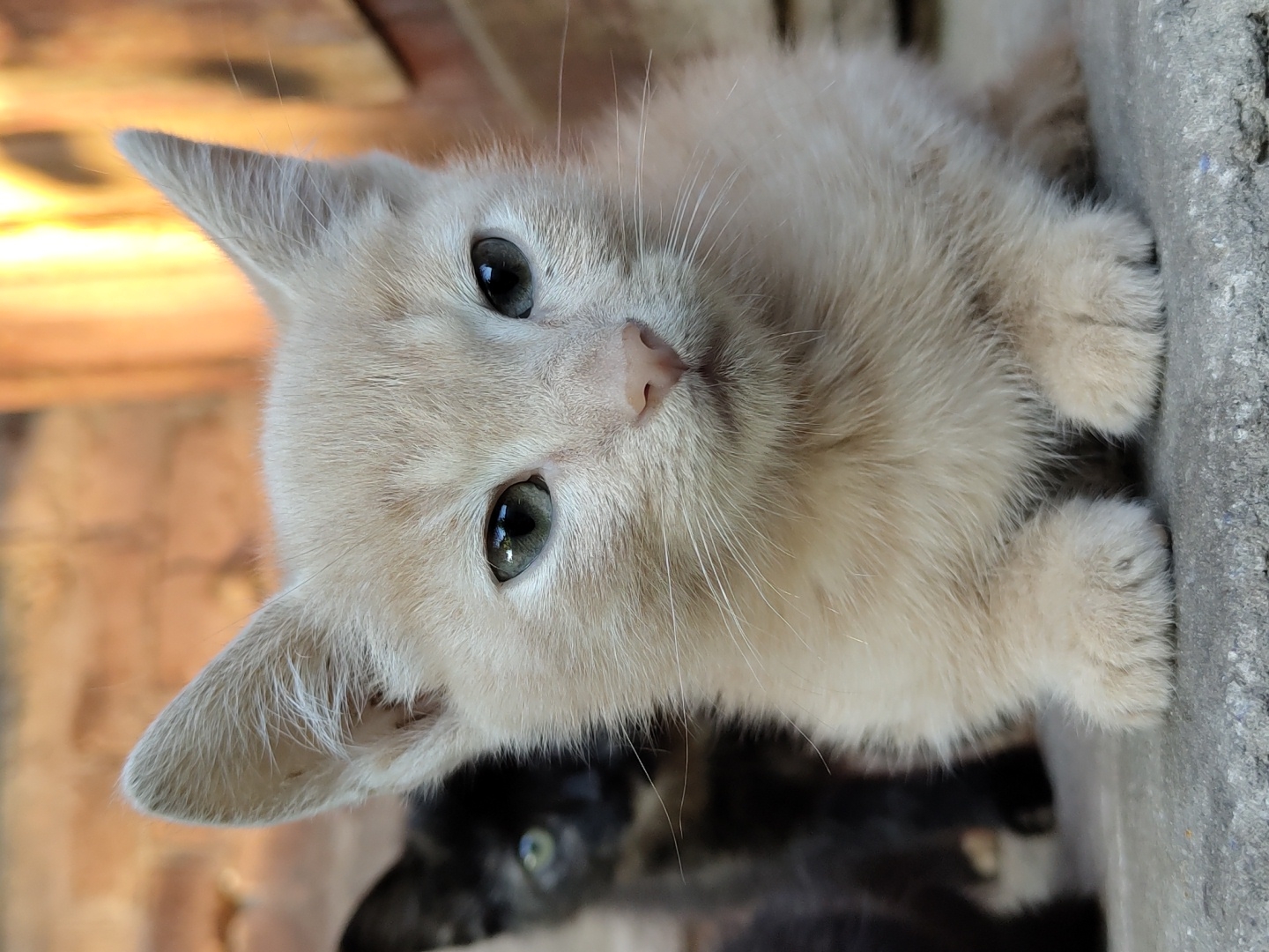 A close-up, eye-level shot shows two kittens on a gray, textured surface, possibly concrete. The kitten in the foreground is light tan, with large, pointed ears and light green eyes. Its paws are splayed forward, and its fur appears soft and fluffy. Behind it, slightly out of focus, is a black kitten with green eyes, its face barely visible. The background is a blurred mix of brickwork and warm-toned, possibly wooden, structures. The lighting suggests an outdoor setting with sunlight illuminating the background.