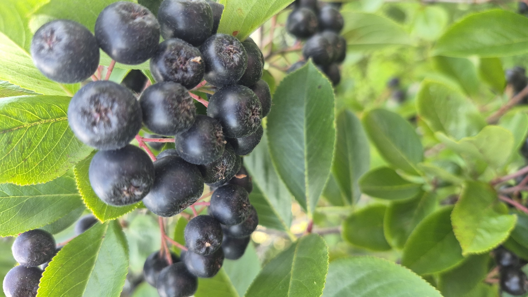 The image shows a close-up of a cluster of dark purple berries, likely chokeberries, on a branch. These berries are small and round, with a slightly matte finish. They are surrounded by vibrant green leaves, some of which show distinct serrated edges. The lighting suggests an outdoor setting, possibly during the daytime, with some dappled light filtering through the foliage. The background is softly blurred, indicating a shallow depth of field, which helps to focus attention on the berries and leaves. The scene appears to be in a natural environment, possibly a garden or park, in Krauja, Latvia. There are no people or animals visible in the image.