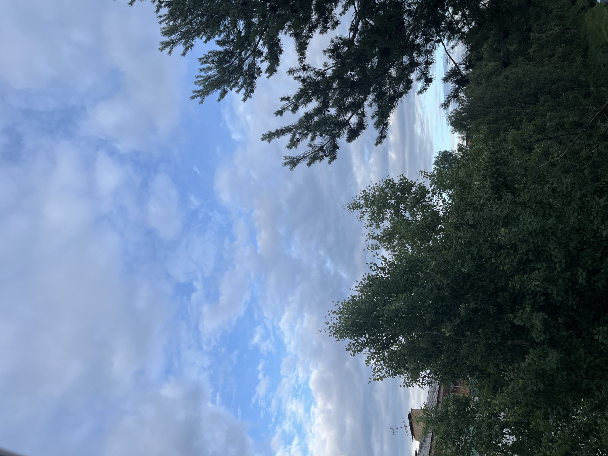 The image captures a view of a cloudy sky with blue patches, seen through a gap in the trees. In the foreground, on the right, is a dark green pine tree with visible cones. To the left, a cluster of deciduous trees with dense green foliage dominates the midground. Behind these trees, parts of a building with a tiled roof and an antenna are visible. The overall scene suggests an outdoor environment, likely in an urban or suburban setting given the building.