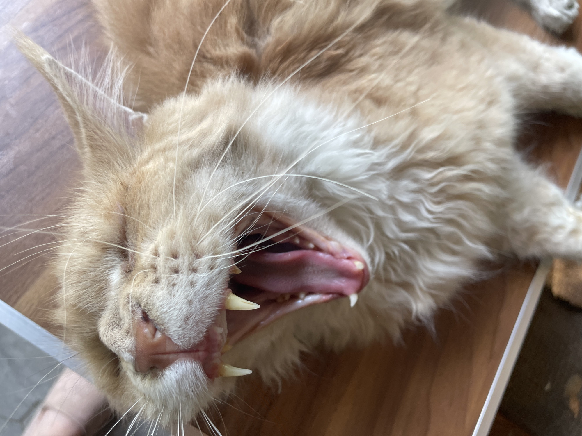 The image shows a close-up, overhead view of an orange cat yawning. The cat is lying on its back on a wooden surface. The cat's mouth is wide open, revealing its pink tongue, gums, and teeth, including prominent canine teeth. The cat's fur is long and fluffy, with lighter fur around its face and darker, striped markings on its body. The background is a wooden floor with some blurred objects. There are no people or other animals visible in the image. The scene is indoors. This image does not contain information that places it in Almaty, Kazakhstan.