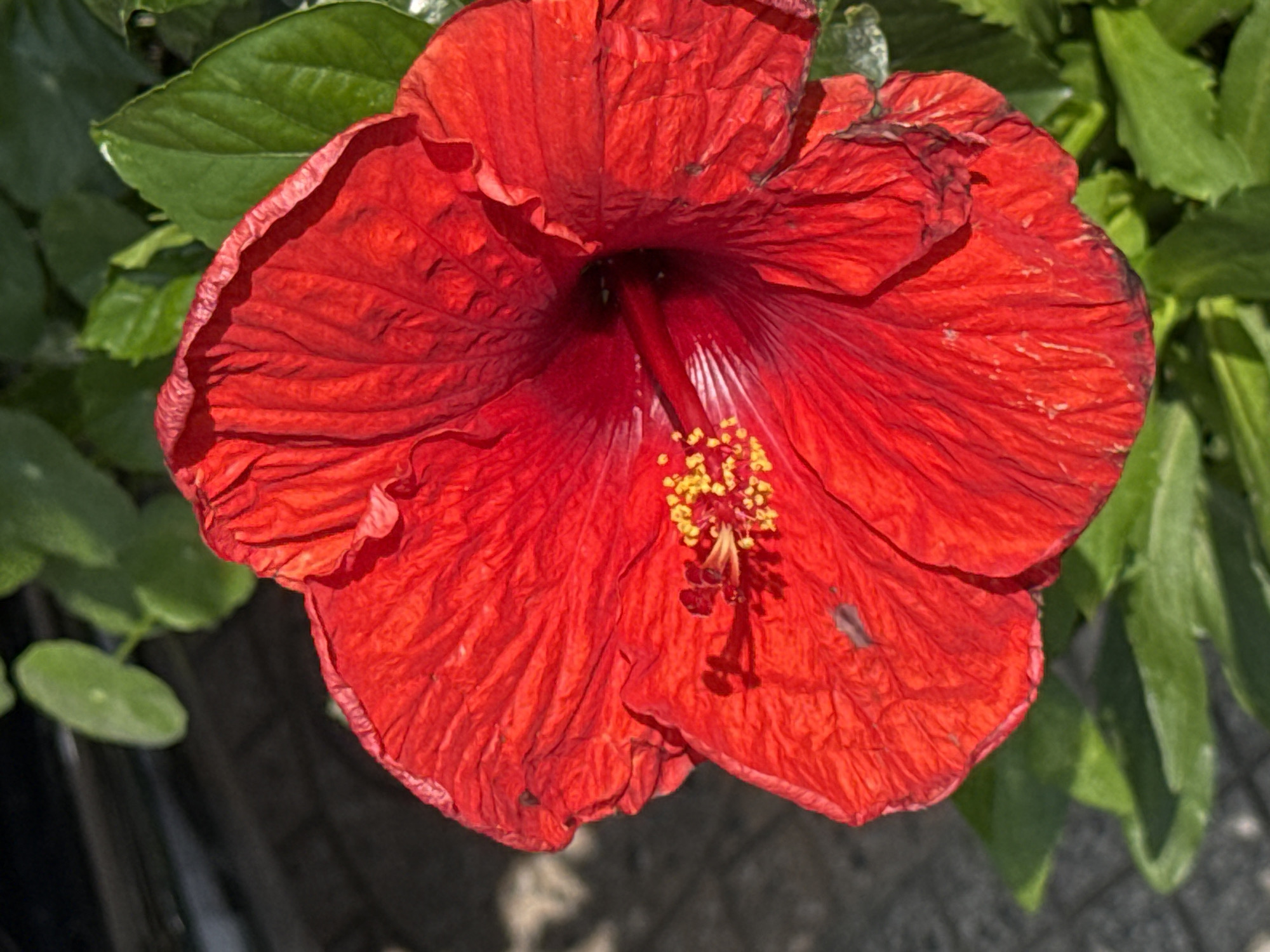A vibrant, deep red hibiscus flower is captured in a close-up, high-angle shot, likely outdoors in Nha Trang, Vietnam. The large bloom dominates the frame, showcasing its broad, somewhat textured petals with a rich, uniform red hue. The central part of the flower features a prominent, darker red staminal column, from which numerous bright yellow anthers, visibly dusted with pollen, extend.
Natural light illuminates the flower, creating subtle shadows and highlights that accentuate the folds and curves of the petals. Some minor imperfections, such as small dark spots or slightly worn edges, are visible on the petals, indicating the flower is mature. In the background and around the edges of the flower, lush green leaves, appearing slightly out of focus, provide a natural setting. Below the flower, a dark, textured surface, possibly pavement or a container, is partially visible. The scene is static, focusing solely on the beauty and detail of the hibiscus. No activity is taking place, and no text is visible.