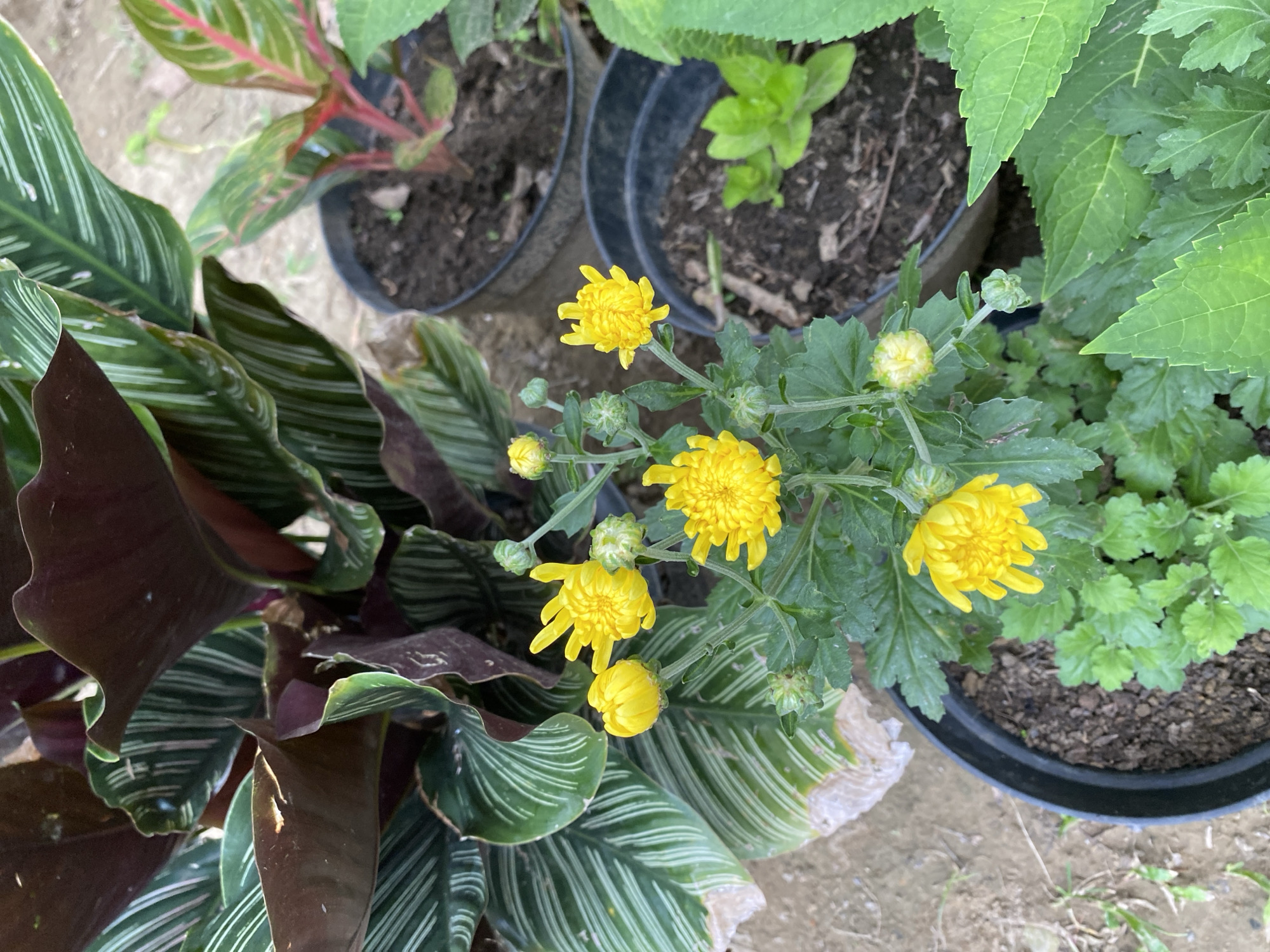 The image shows a collection of potted plants outdoors, likely in Palohpanyang, Indonesia. The pots, all black plastic, contain various plant species. The most prominent plant is a blooming yellow chrysanthemum, with several open flowers and unopened buds. Another plant is a Calathea ornata, identified by its striped leaves that are green and white on the front and purple on the underside. In the background, there's a plant with red stems and green leaves with reddish veins. A plant with light-green leaves with serrated edges is also included. The plants are positioned close together on an unpaved surface covered in dirt.