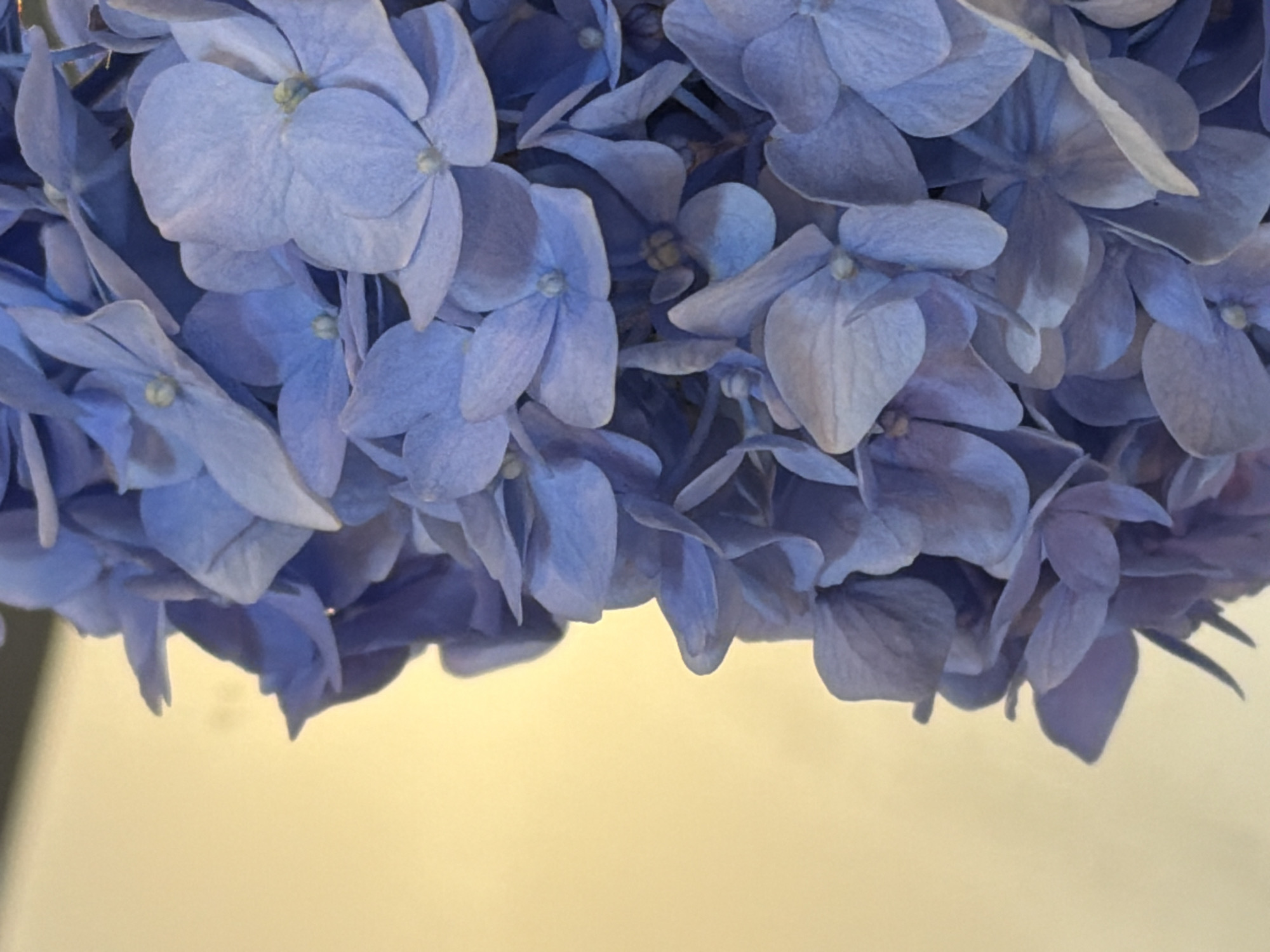 A close-up, low-angle shot features a cluster of pale blue hydrangea flowers filling the right side of the frame. The flowers are densely packed and overlap, with some petals slightly curled and others appearing delicate and papery. The centers of the individual florets are visible, showing small, bud-like structures. The background to the left is a blurred, soft yellow, suggesting an out-of-focus surface such as a wall or fabric. The lighting is diffused, creating soft shadows among the petals. There are no people, animals, or identifiable objects beyond the flowers and the background. The image does not contain any information or context that would suggest a specific location in Sochi, Russia, or any other city.
