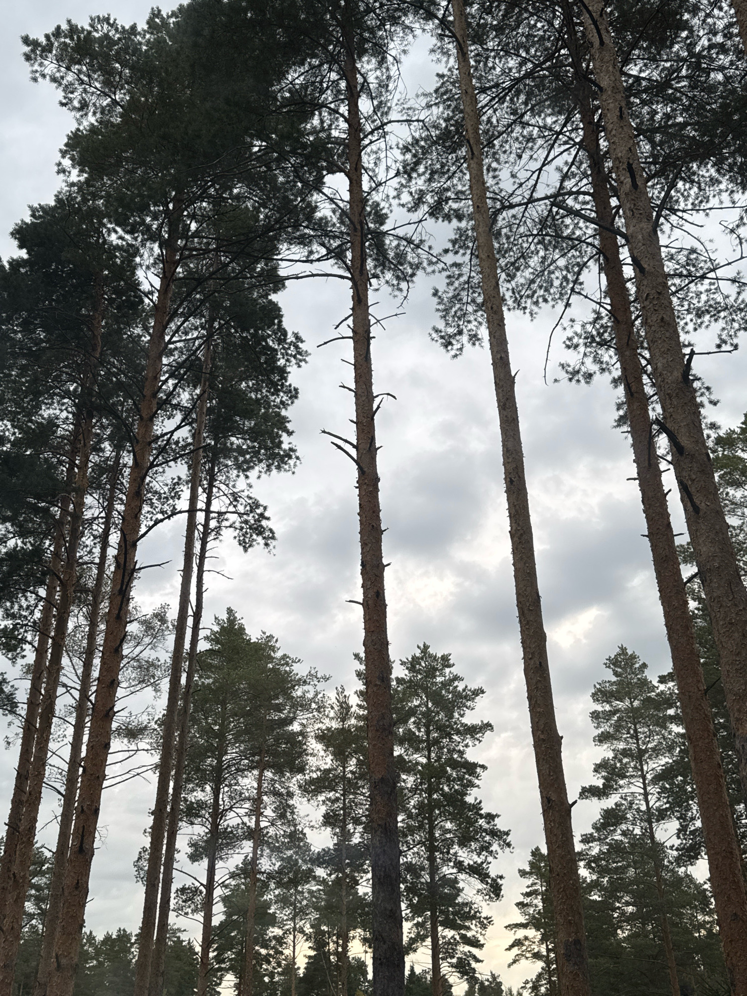 This is a low-angle, full shot of a pine forest with tall, slender pine trees dominating the frame. The trees are tightly packed, their rough, brown bark and sparse branches visible against a cloudy, overcast sky. The ground is not visible, as the perspective is looking directly up through the canopy. In the distance, more pine trees form a dense, dark green line against the lighter sky. The overall atmosphere is somewhat somber and natural, typical of a forest environment. The image does not contain any people or evidence of human activity.