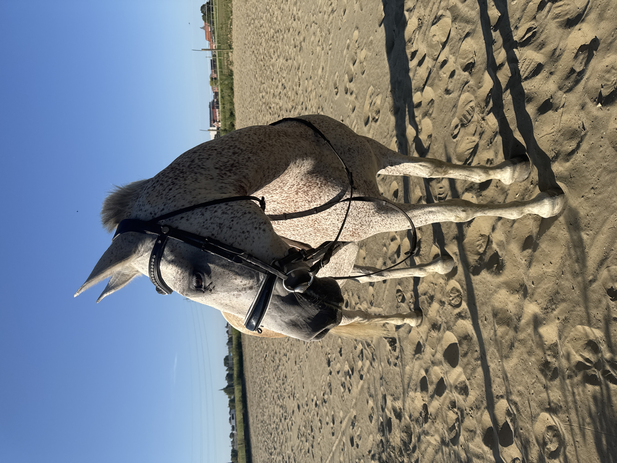 A dappled grey horse stands in a sandy arena on a clear, sunny day. The horse is facing towards the left of the frame, with its head turned to look towards the viewer. It is wearing a black bridle adorned with small rhinestones. The background shows a fenced-off area with some buildings and trees, possibly indicating the outskirts of the town of Estaimpuis, Belgium, given the setting. The ground is covered in sand with visible hoof prints. The lighting suggests it is late afternoon, casting long shadows.