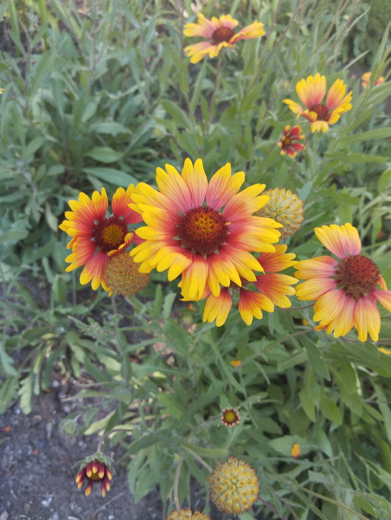 This is a close-up, high-angle, vertical, outdoor, natural light photograph of a patch of Blanket Flowers (Gaillardia) in bloom. The flowers are vibrant with yellow outer petals that transition to a reddish-orange hue closer to the dark brown, textured center. Some of the flowers are in full bloom, while others are developing buds or are past their prime, appearing as dried seed heads. The background consists of lush green foliage and dark, somewhat rocky ground, suggesting a garden or natural setting. The image appears to be taken during the daytime, with clear, natural light illuminating the flowers. The overall mood is cheerful and bright, characteristic of a summer garden. There is no visible text in the image. The location context is Kamensk-Shakhtinsky, Russia.