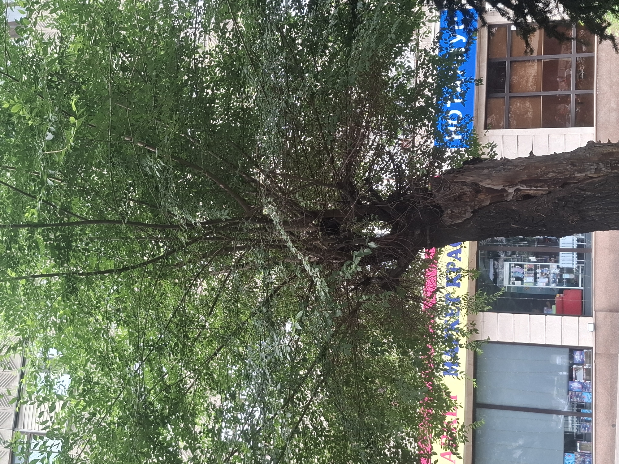 The image captures a street view in Almaty, Kazakhstan, dominated by a large, leafy tree in the foreground. The tree's trunk is thick and has a rough, weathered texture, with some bark peeled away, revealing lighter wood underneath. The tree's canopy is full of vibrant green leaves, obscuring much of the background.
Behind the tree, a building with a storefront is visible. The storefront has large glass windows, some of which are partially covered by blinds. Through the windows, displays of merchandise can be seen, including shelves with various products and what appears to be a red chair in one section. Above the windows, there is signage, with a yellow banner displaying text in what appears to be Cyrillic script. Another section of the building features a blue banner with white text, also in Cyrillic.
The environment suggests an urban setting, with the building and the presence of shops. The lighting indicates it is daytime, with sunlight filtering through the leaves of the tree. No people are clearly visible in the image. The overall scene depicts a natural element, a tree, juxtaposed with the man-made structures of a commercial building.