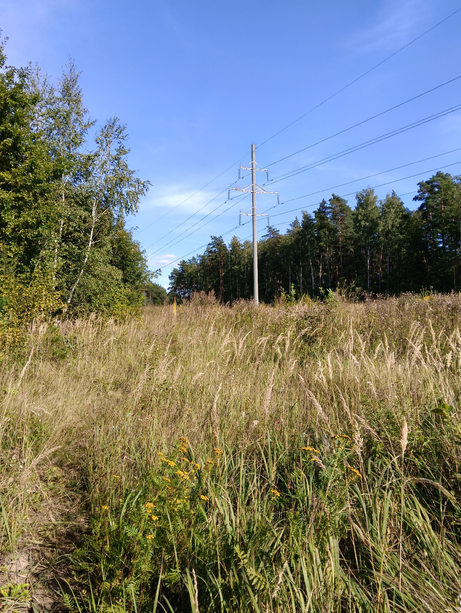 The image shows a landscape scene under a clear blue sky. In the foreground, tall, dry grasses and some wildflowers with yellow blooms are prevalent, creating a field-like environment. A dirt path is visible on the left side of the frame, leading into the grassy area. In the middle ground, a power line pylon stands tall with multiple electrical wires stretching across the scene. Beyond the pylon and wires is a dense forest with a mix of coniferous and deciduous trees. The lighting suggests it is daytime, likely late morning or early afternoon, with the sun casting some shadows. The overall impression is a natural, rural setting with signs of infrastructure. Without further information, the specific location in Hrodna, Belarus cannot be determined from the image alone, but it depicts a common type of scenery found in such regions.