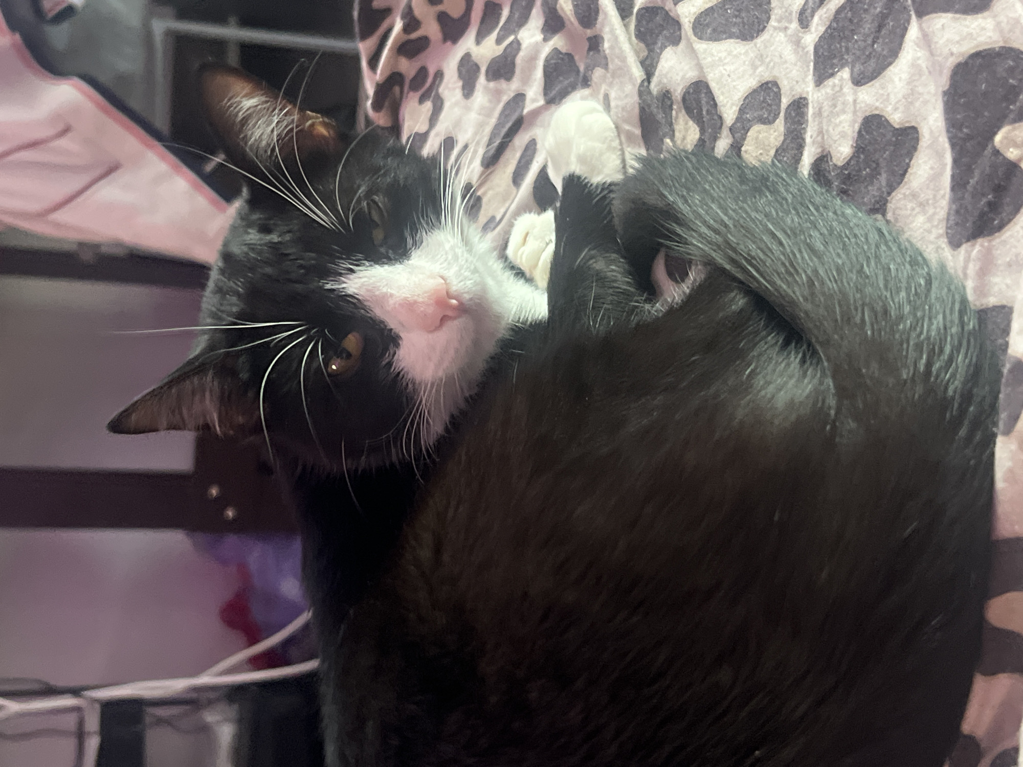 A black and white cat is curled up on a patterned blanket. The cat has a white face and paws, with black fur on the rest of its body. The cat is looking at the camera with its head tilted. The background is blurry and includes what appears to be a shelf and some household items. The photo does not appear to be taken in Saint Petersburg, Russia.