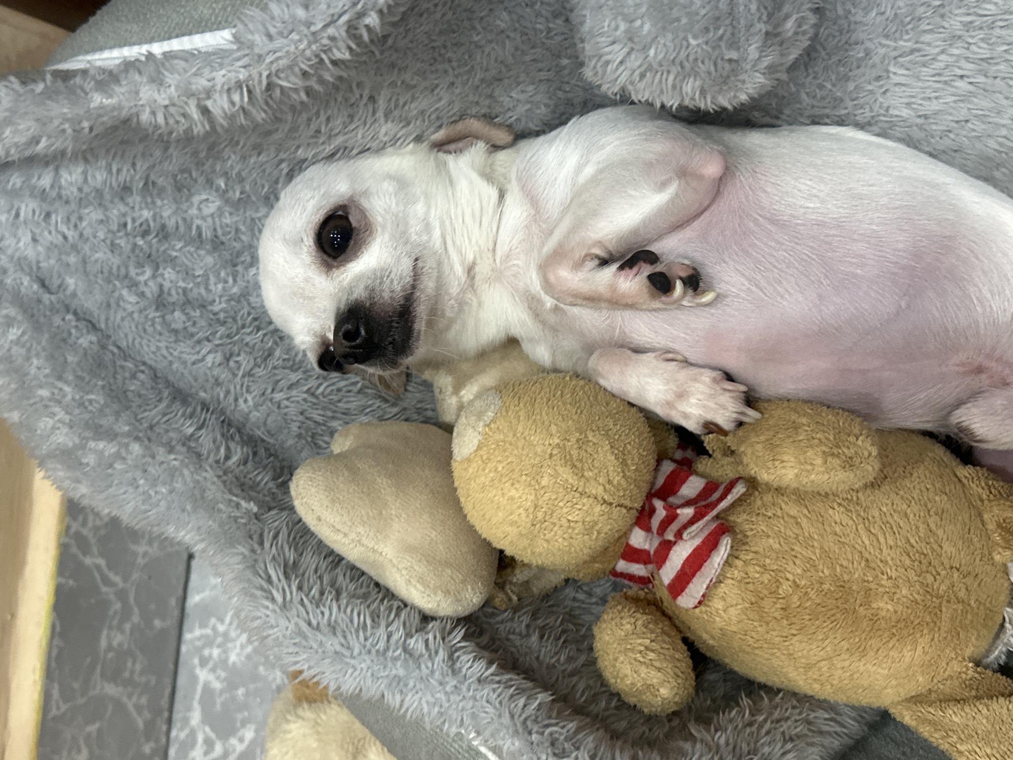 A small, white Chihuahua dog is lying on a gray, fluffy blanket. The dog is positioned on its side, with its head near the top-left corner of the frame. It has black toenails and a black nose. A stuffed teddy bear with a red and white striped scarf is lying underneath the dog. The image was taken in Sliven, Bulgaria.