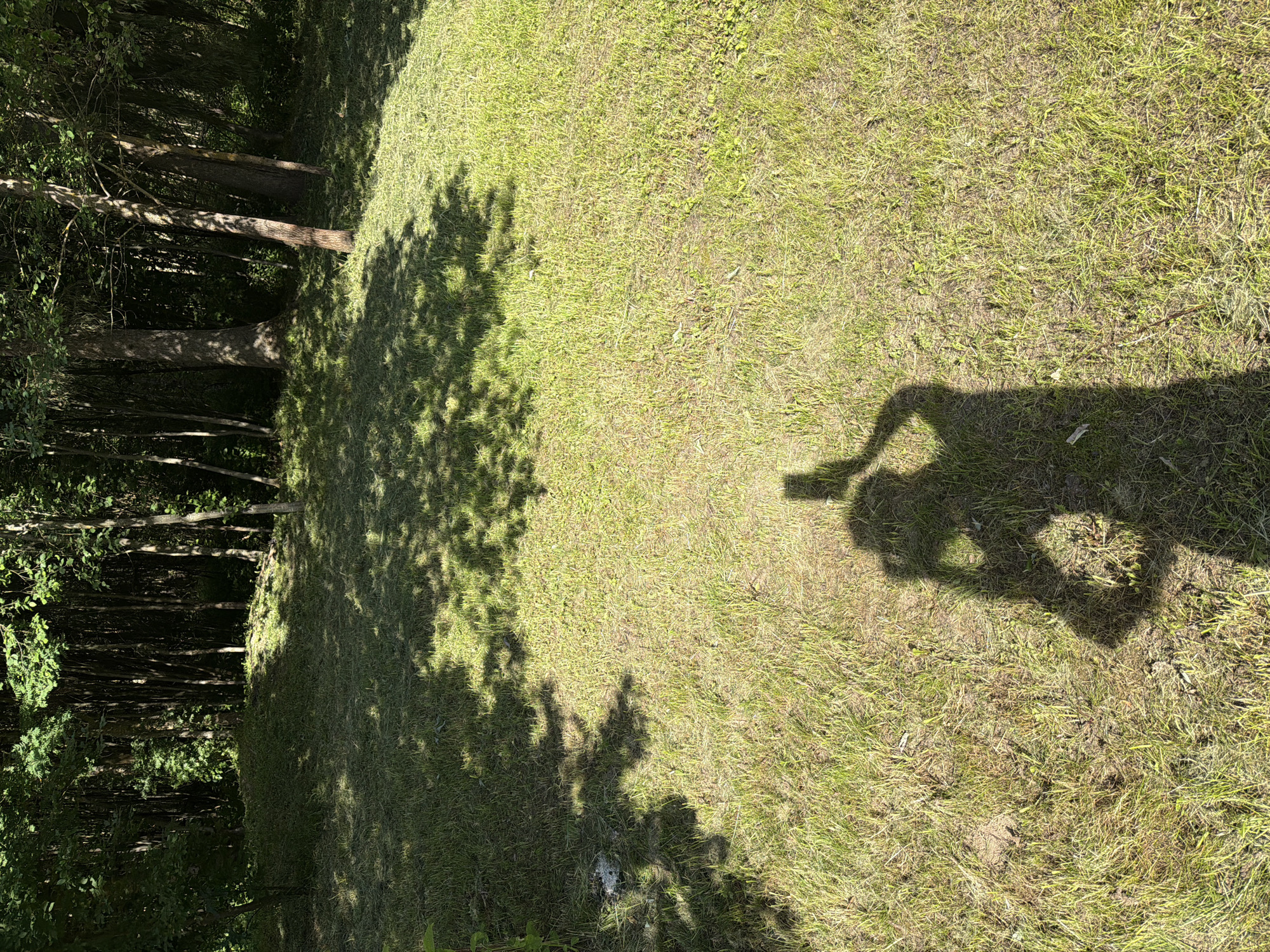 The image depicts a sunlit grassy clearing at the edge of a dense forest. The ground is covered in short, cut grass, with patches of longer, untrimmed growth visible on a slight incline towards the trees. Dappled sunlight casts distinct shadows from the trees onto the grass, creating a pattern of light and dark. In the foreground, the silhouette of a person holding a smartphone is visible, casting a shadow on the ground. The forest behind the clearing is composed of numerous trees with dark trunks, creating a deep, shaded background. The overall impression is one of a natural, possibly rural or suburban, outdoor environment on a clear day. The location is specified as Алешкино Дп, Russia.