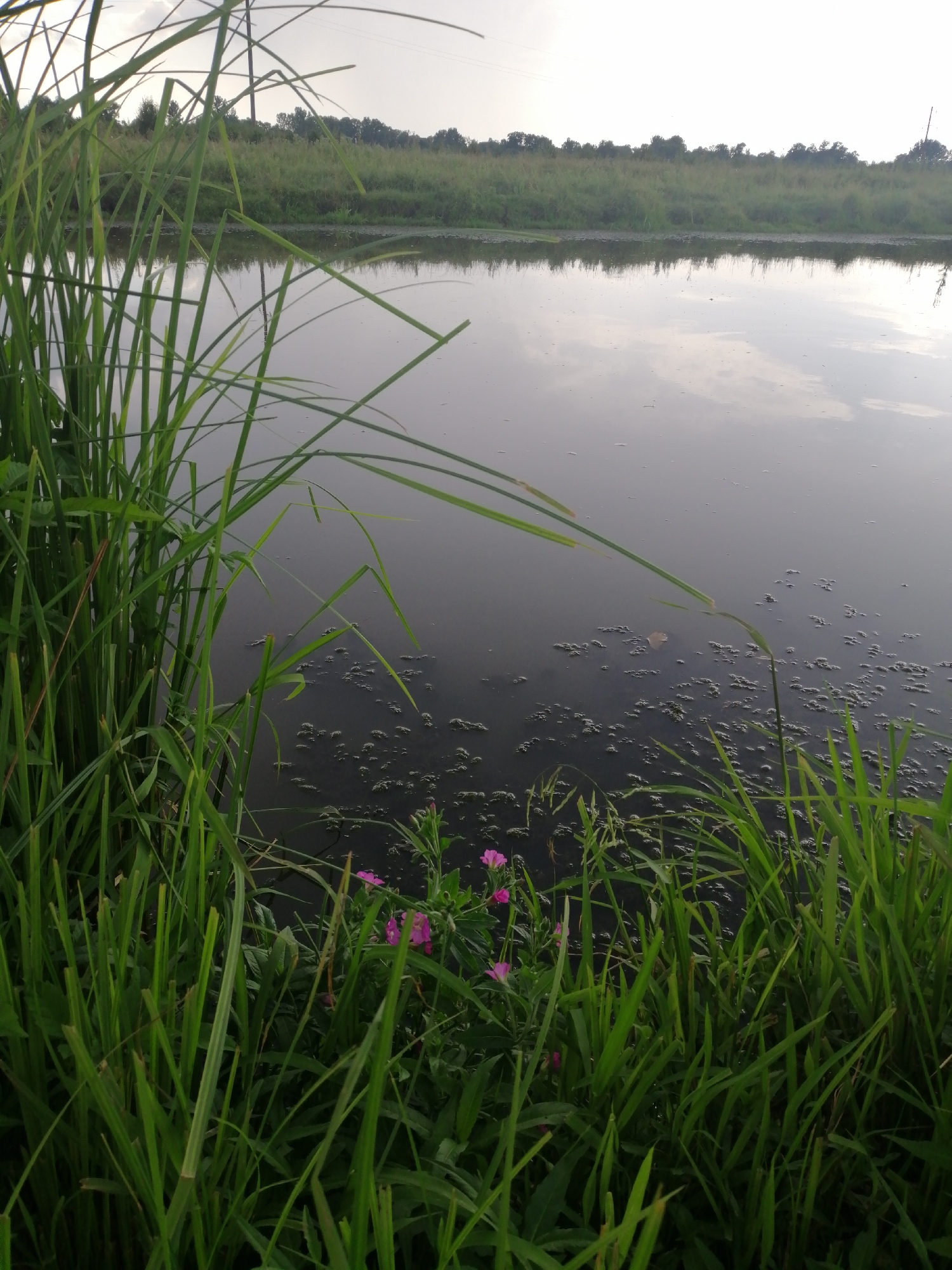The image depicts a calm body of water, likely a pond or small lake, in Krasnoluka, Ukraine. Tall, green reeds and grass line the foreground, with some small pink flowers interspersed among them. The water's surface is dark and reflects the overcast sky, with scattered patches of organic debris visible. In the background, a line of trees and dense green vegetation forms the distant bank. The overall atmosphere is natural and serene, with no human presence or activity evident.