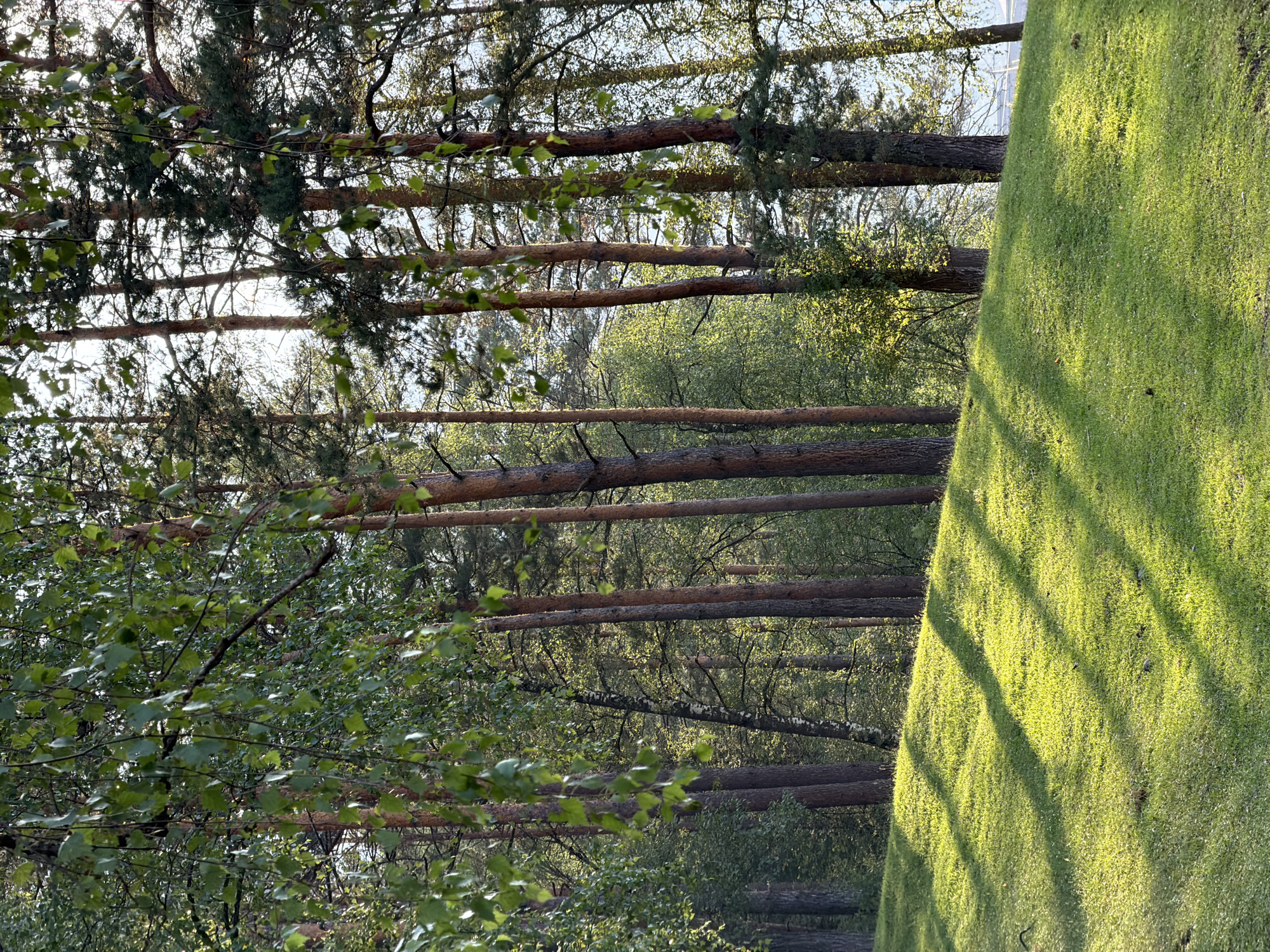 The image depicts a sun-dappled grassy hill leading up to a dense forest. The grass is bright green and appears well-maintained, with a few scattered small white flowers. Long, distinct shadows of tree branches are cast across the lawn, indicating a late afternoon or early morning sun. The forest consists of tall, slender trees, primarily pine and birch, with lush green foliage. The lighting suggests a clear day, with sunlight filtering through the leaves. There are no people or animals visible in the scene. The environment appears to be a park or natural area on the outskirts of a city. Based on the provided context, this scene is located in the city of Askat, Russia.