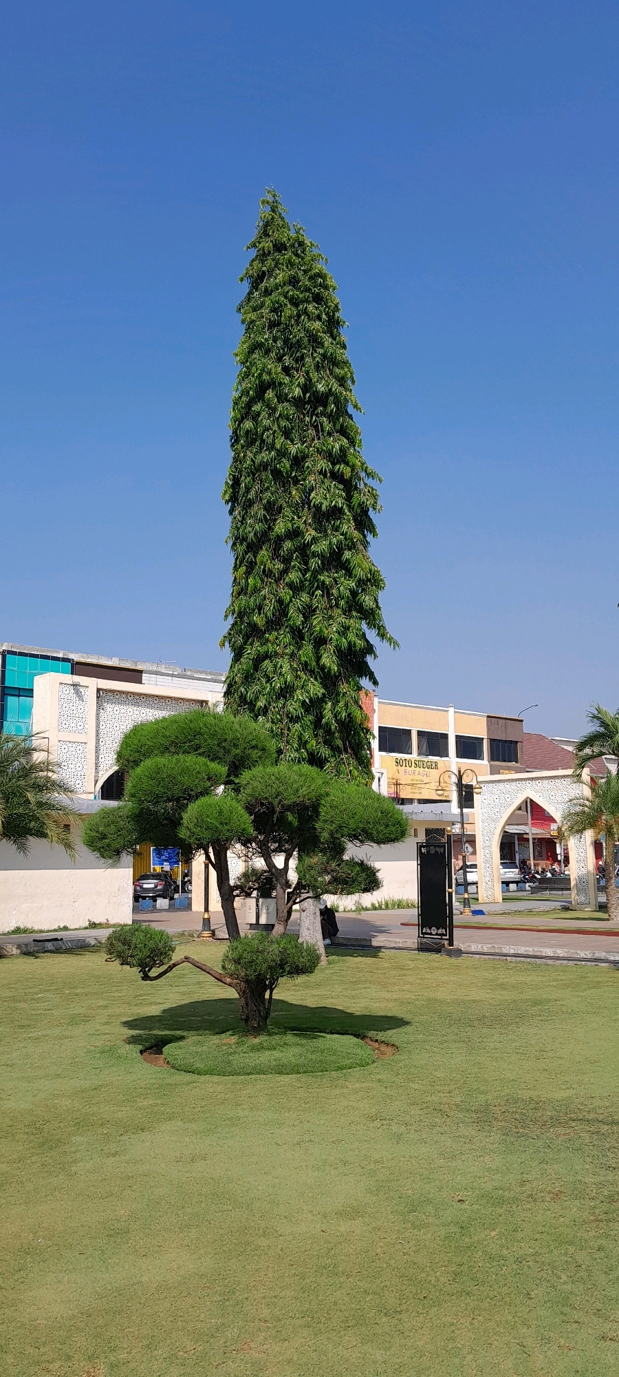 A tall, slender coniferous tree stands prominently in the foreground, its dense green foliage reaching towards a clear, bright blue sky. To the left of this tree, a meticulously pruned, tiered bonsai-style tree is planted in a circular bed of grass. Behind these trees, a low, beige wall runs horizontally across the scene. Beyond the wall, a two-story building with a modern architectural style is visible. The building features white decorative panels with geometric patterns on the lower level and darker windows on the upper level. To the right of this building, another structure with cream-colored walls and dark windows is present. An arched entryway, decorated with similar geometric patterns to the building on the left, is visible towards the far right of the scene, with glimpses of parked vehicles and a street beyond. A sign with the text "SOTO SUGEK" and "SURAGIL" is affixed to one of the buildings. The ground in the foreground is covered in a well-maintained, vibrant green lawn. The overall impression is a well-landscaped outdoor area with a mix of natural and man-made elements, likely in a public or commercial space in Pasuruan, Indonesia.