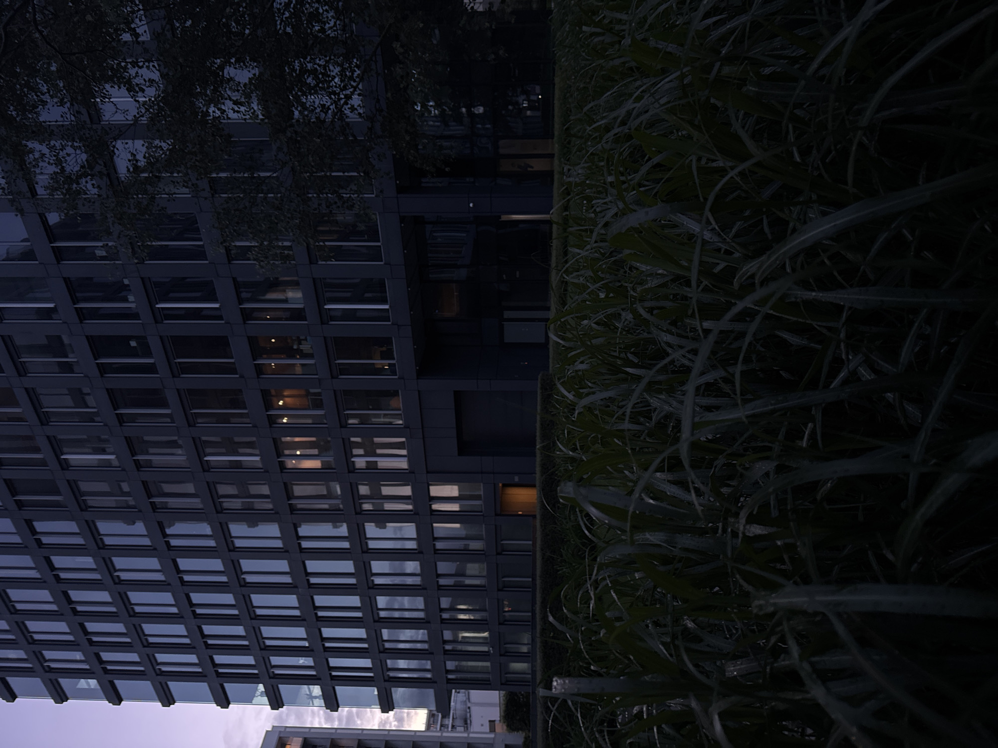 The image depicts a modern, dark-colored building with a facade composed of numerous rectangular windows. The sky above is a pale lavender, suggesting either dawn or dusk. In the foreground, dense, dark green foliage, likely tall grass or reeds, fills the bottom half of the frame, obscuring the ground. Some windows in the building are illuminated, hinting at activity within. A large tree with dark leaves is partially visible on the right side of the building. The overall impression is one of a serene, twilight urban landscape.