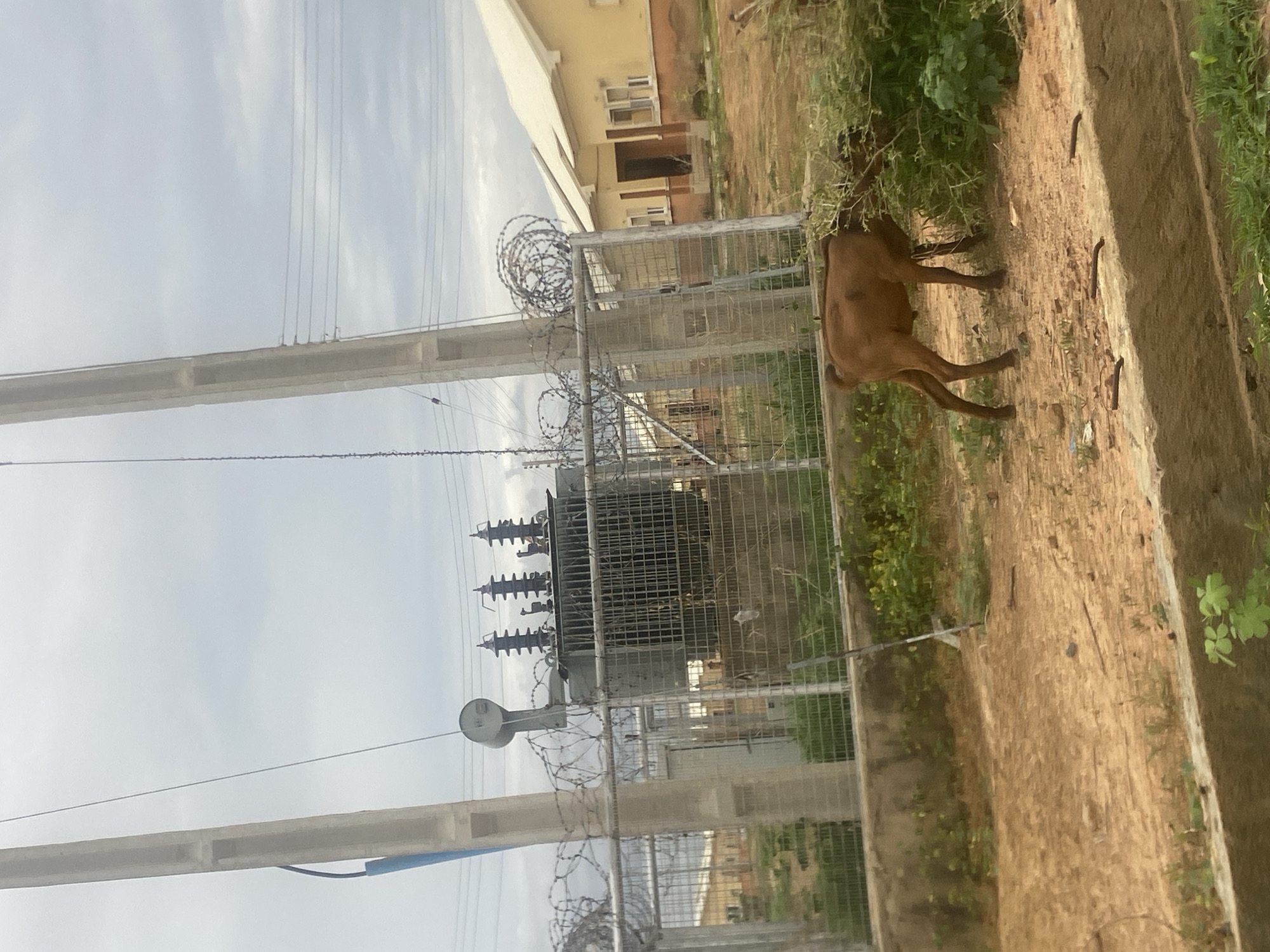 A brown goat is seen in this outdoor scene, standing amongst some foliage and dirt. The goat is facing to the left, with its head slightly lowered. In the background, there is a fenced-in area with a large electrical transformer and what appears to be a building with cream-colored walls and brown trim. Several power lines are also visible, stretching across the sky, which is overcast and pale. The scene is shot at an angle, making it appear as if the image is tilted. The lighting suggests it is daytime. The ground is a mixture of dirt and some scattered debris. The overall impression is of an industrial or utility area with some natural elements and an animal present. There is no visible text in the image.