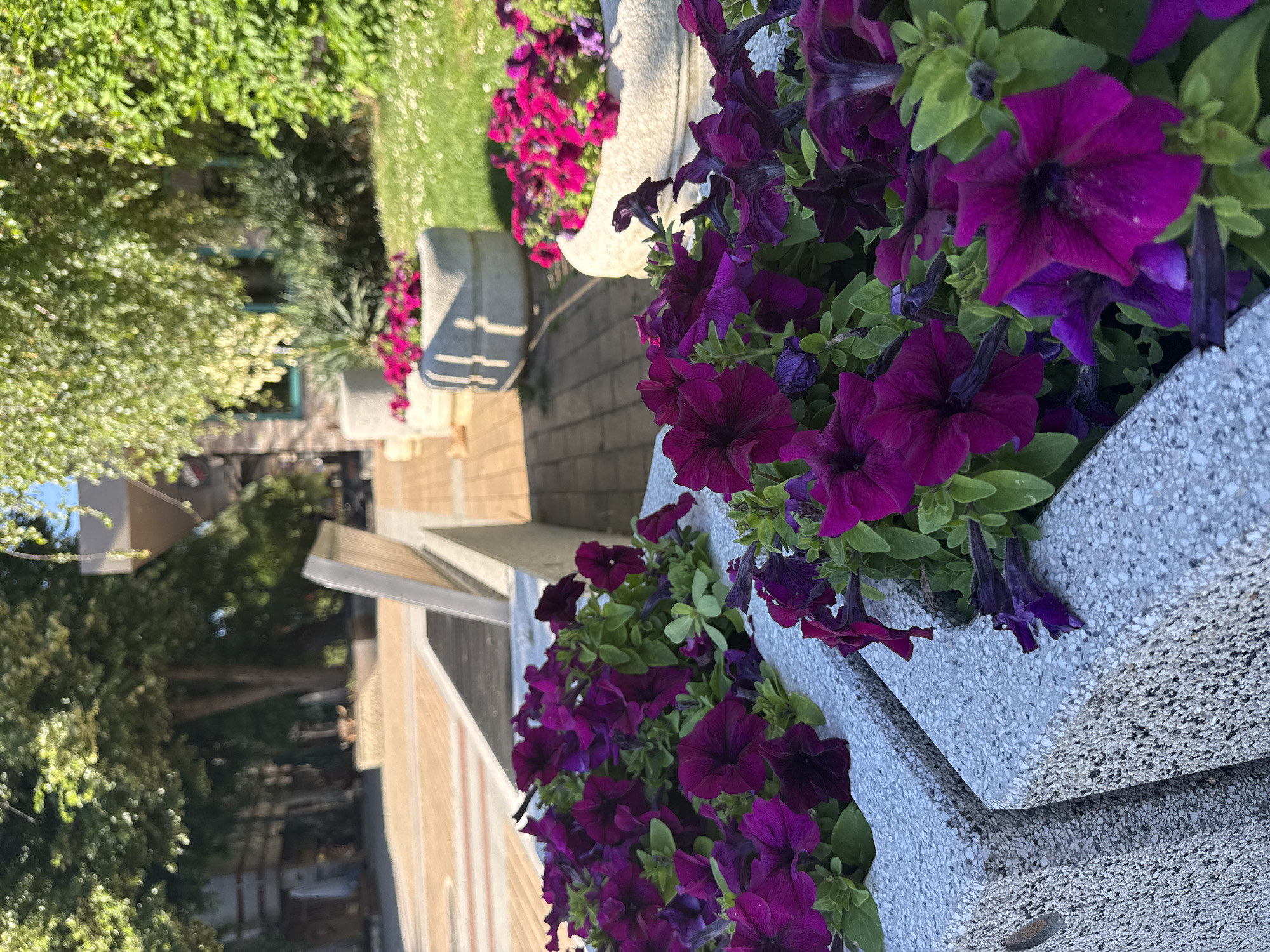 In a city park, two granite planters overflow with vibrant purple petunias. The planters are positioned at the edge of a paved walkway, with a light-colored bench visible beyond them. In the background, mature trees with lush green foliage cast dappled shadows on the ground. The scene suggests a well-maintained urban green space, likely in a temperate climate given the blooming flowers and dense greenery.