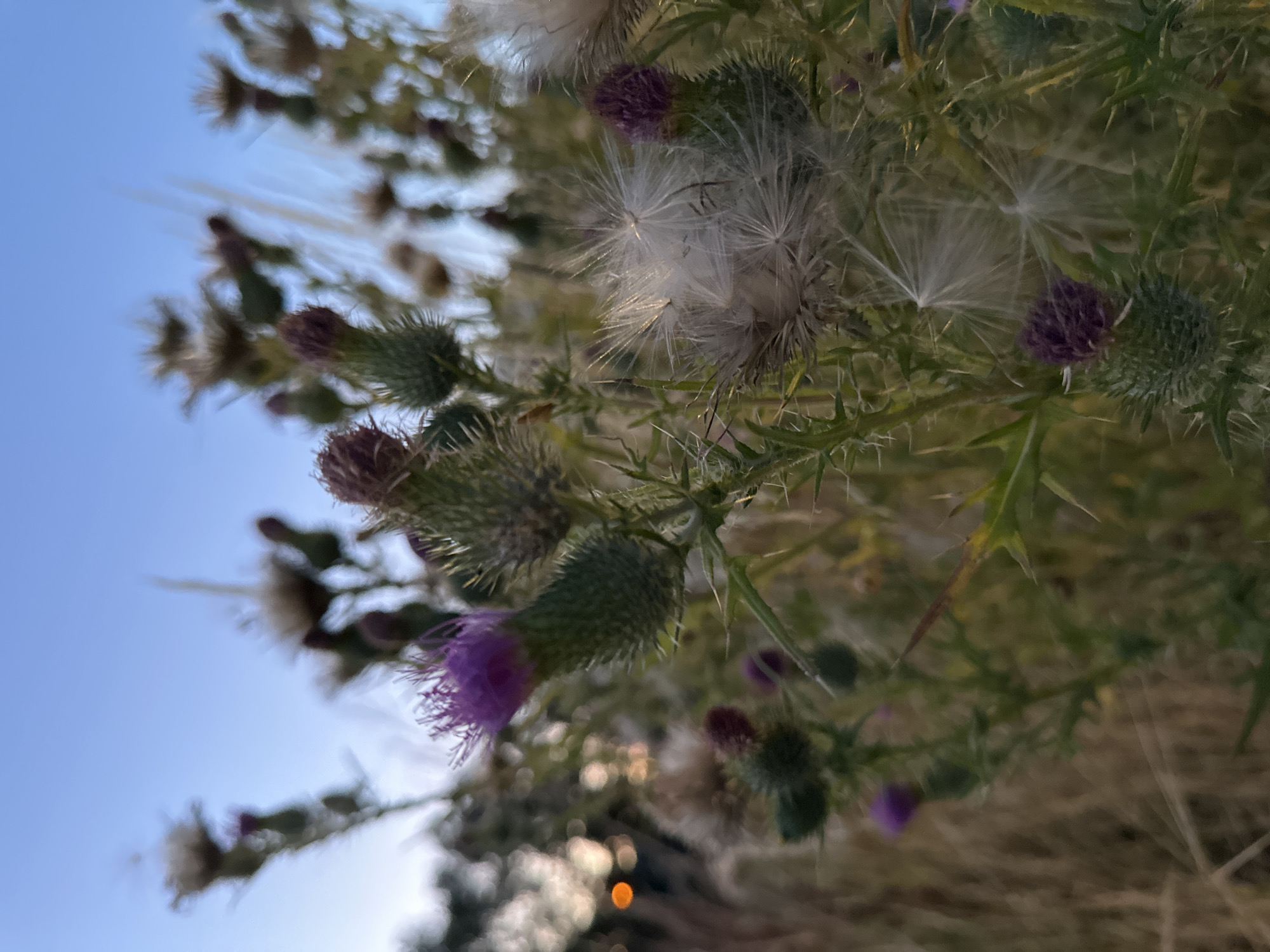 The image depicts a close-up view of several thistles in bloom and some that have gone to seed. The foreground is dominated by spiky green thistle heads, some with developing purple flowers and others with fluffy white seed structures. The background shows a blur of dry grasses, trees, and a soft blue sky. The lighting suggests it is either early morning or late evening. There are no people or animals visible in the image. The scene appears to be in a natural or semi-natural outdoor environment, possibly a field or meadow. Without further information or context, it is not possible to determine a specific location within the city of Krefeld, Germany.