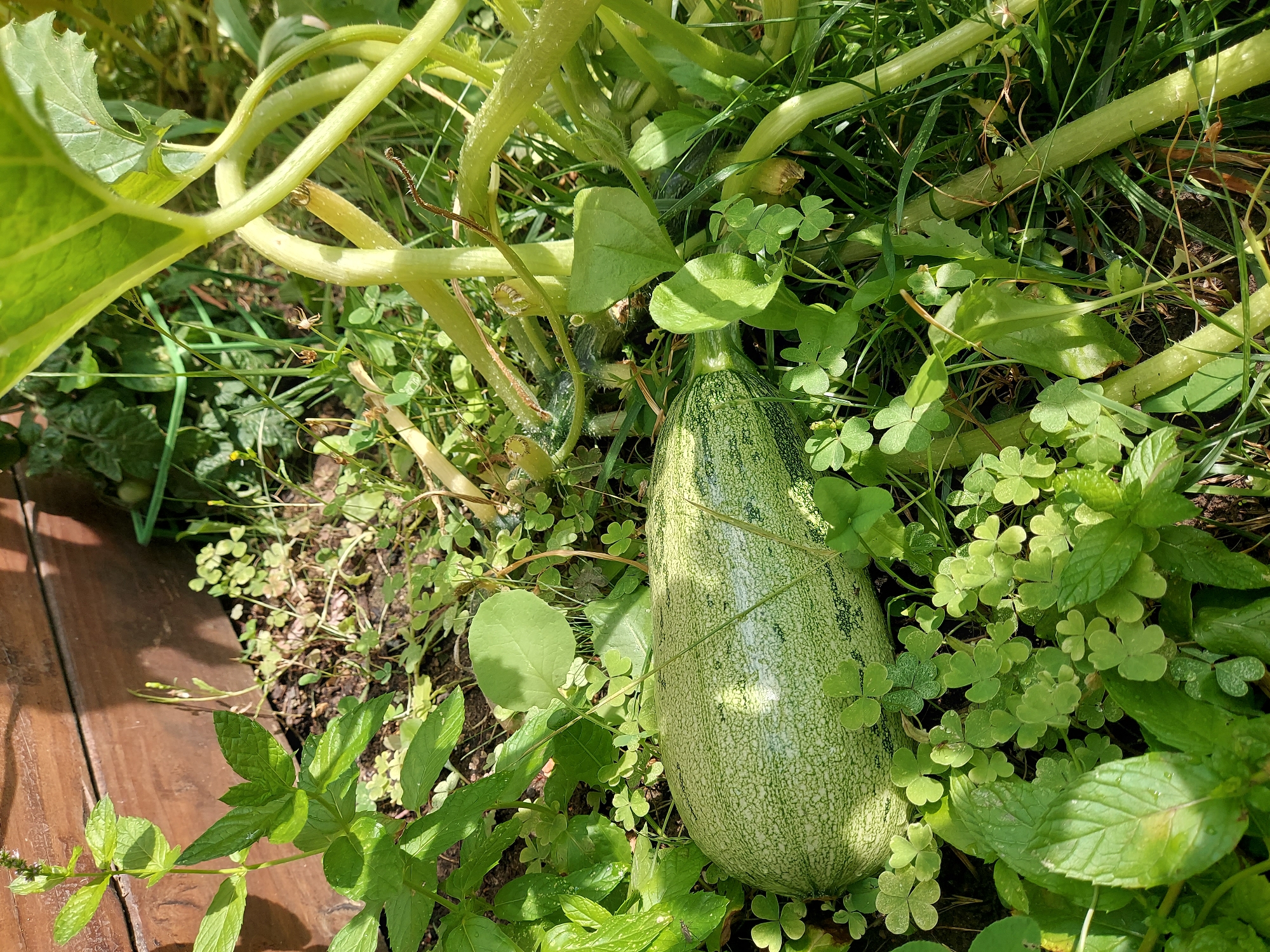 A pale green zucchini with dark green stripes lies on the ground, surrounded by lush green foliage. The zucchini is elongated and appears ripe. The plant's thick, fuzzy stem is visible to the right of the zucchini. The background consists of a wooden planter box, suggesting this is a garden setting. The image is taken outdoors on a sunny day. The location is the city of Franconville, France.
