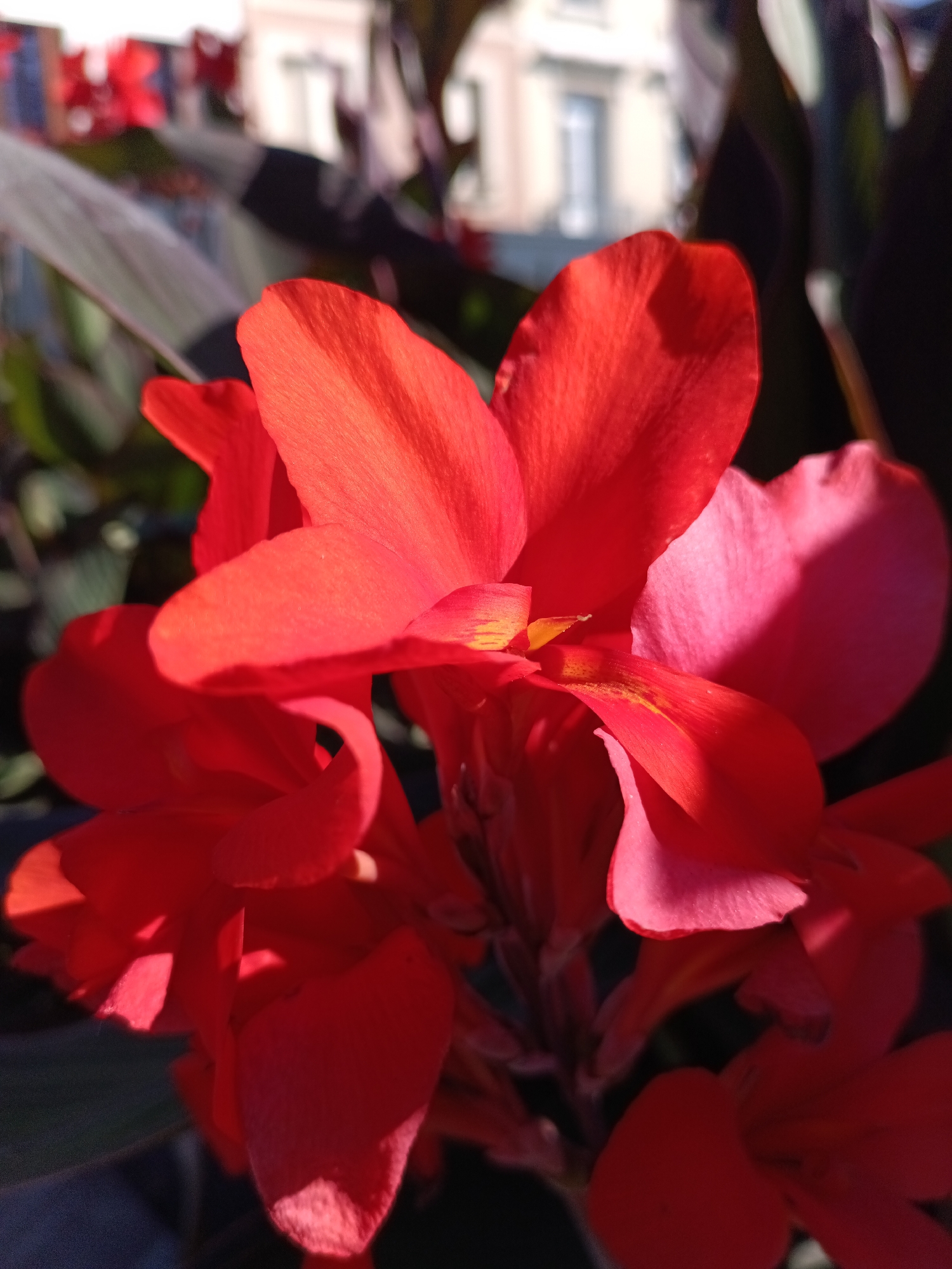 The image displays a close-up, macro photograph of vibrant red canna lily flowers. The flowers are in full bloom, with multiple petals unfurling in various stages of openness. The petals exhibit a rich, saturated red hue, with subtle variations in tone and some areas catching the sunlight, creating highlights and shadows. There are hints of yellow or orange coloration at the base of some petals. The background is intentionally blurred, suggesting a shallow depth of field, and it appears to be an outdoor setting with hints of greenery and structures that are indistinct. The building in the background, with its windows, suggests an urban or semi-urban environment. Given that the location is specified as Le Neubourg, France, this scene could be in a public garden, a residential garden, or a commercial establishment within the town. No people are visible in the image. The focus is entirely on the texture, color, and form of the flowers.