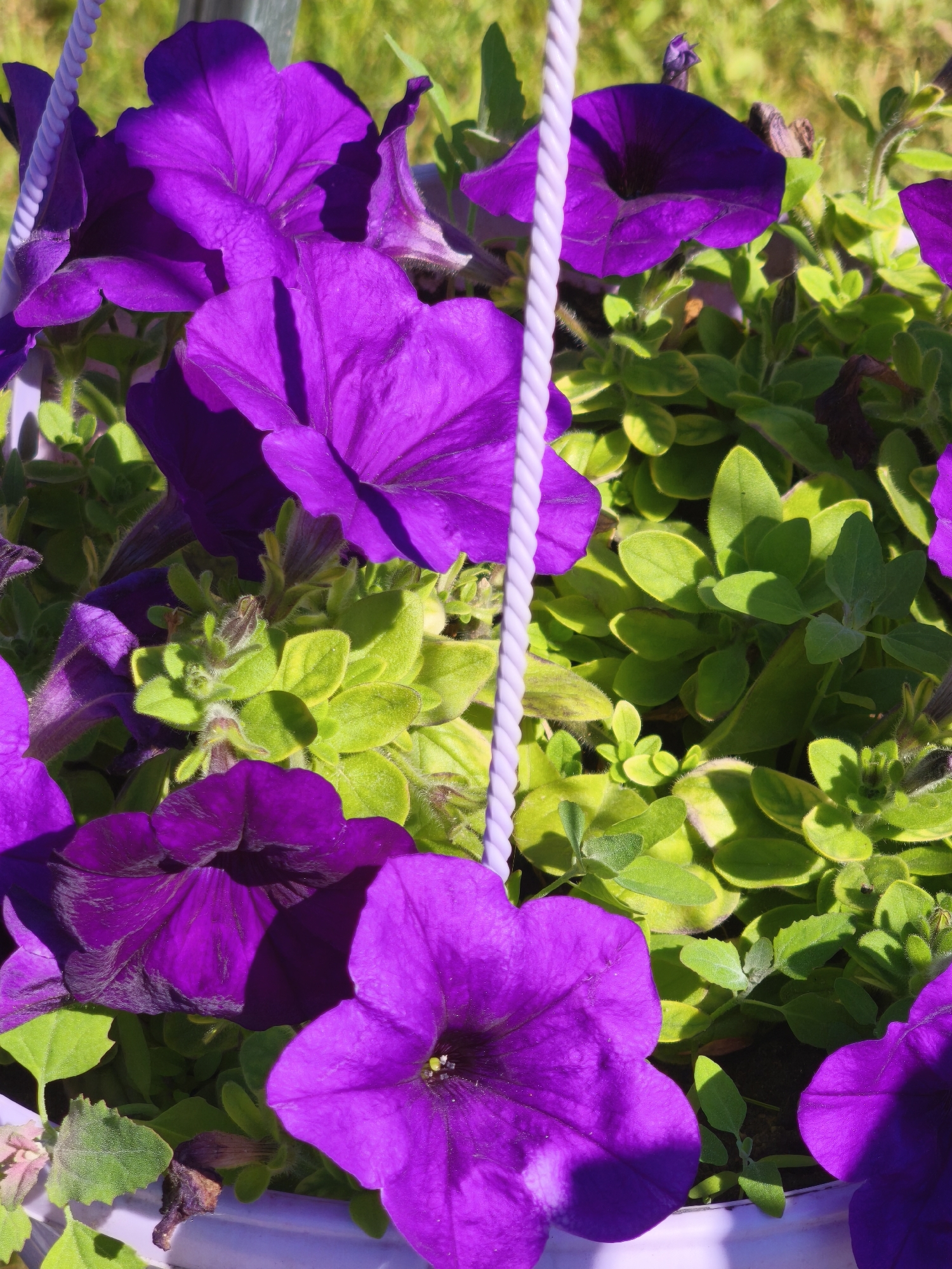 The image shows a close-up view of vibrant purple petunias in a planter. The flowers have large, trumpet-shaped blooms with delicate veining on their petals. They are surrounded by lush, green foliage. A light purple rope, likely part of a hanging mechanism for the planter, runs diagonally across the left side of the image. The background is a blur of green and yellow, suggesting a sunlit outdoor environment. There are no people or animals visible in the image, and no specific details about its location in Kady, Russia are provided within the visual content.
