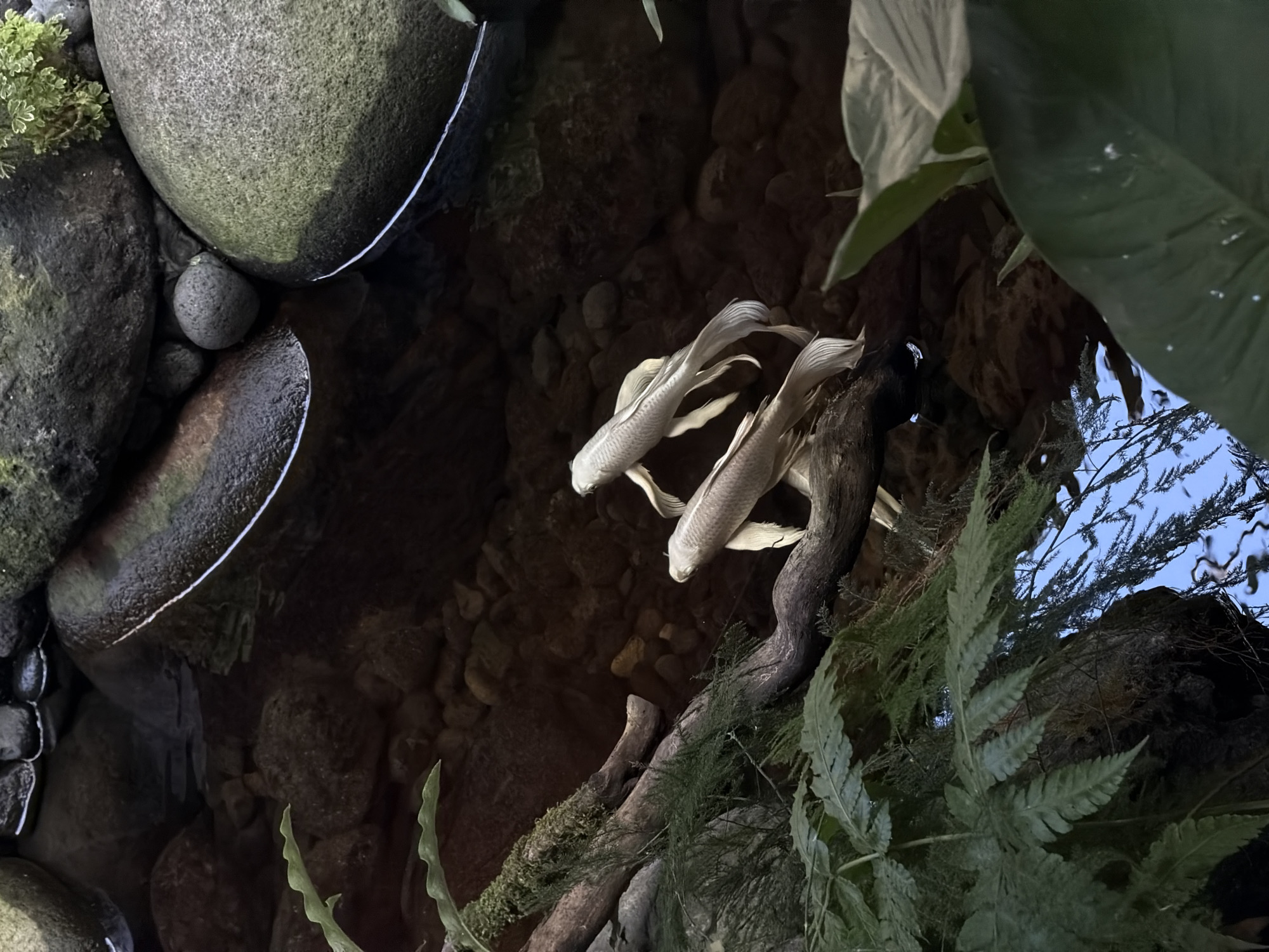 The image shows an indoor pond or water feature with two white fish, likely koi or goldfish, swimming in the water. The pond is surrounded by rocks of various sizes, along with greenery including ferns and other plants. The water surface reflects the sky or ceiling, suggesting an open-air or partially covered space. The location is North Kuta, Indonesia.