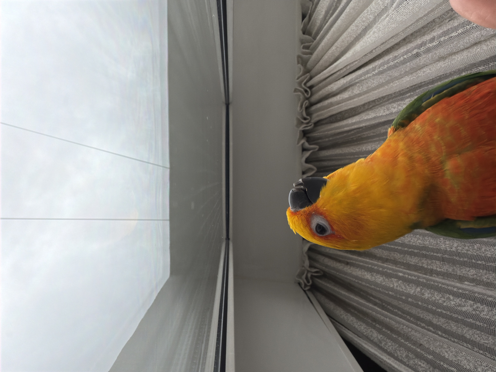 A sun conure parrot is perched near a window with pleated curtains. The window looks out on a cloudy sky. The location is Khimki, Russia.