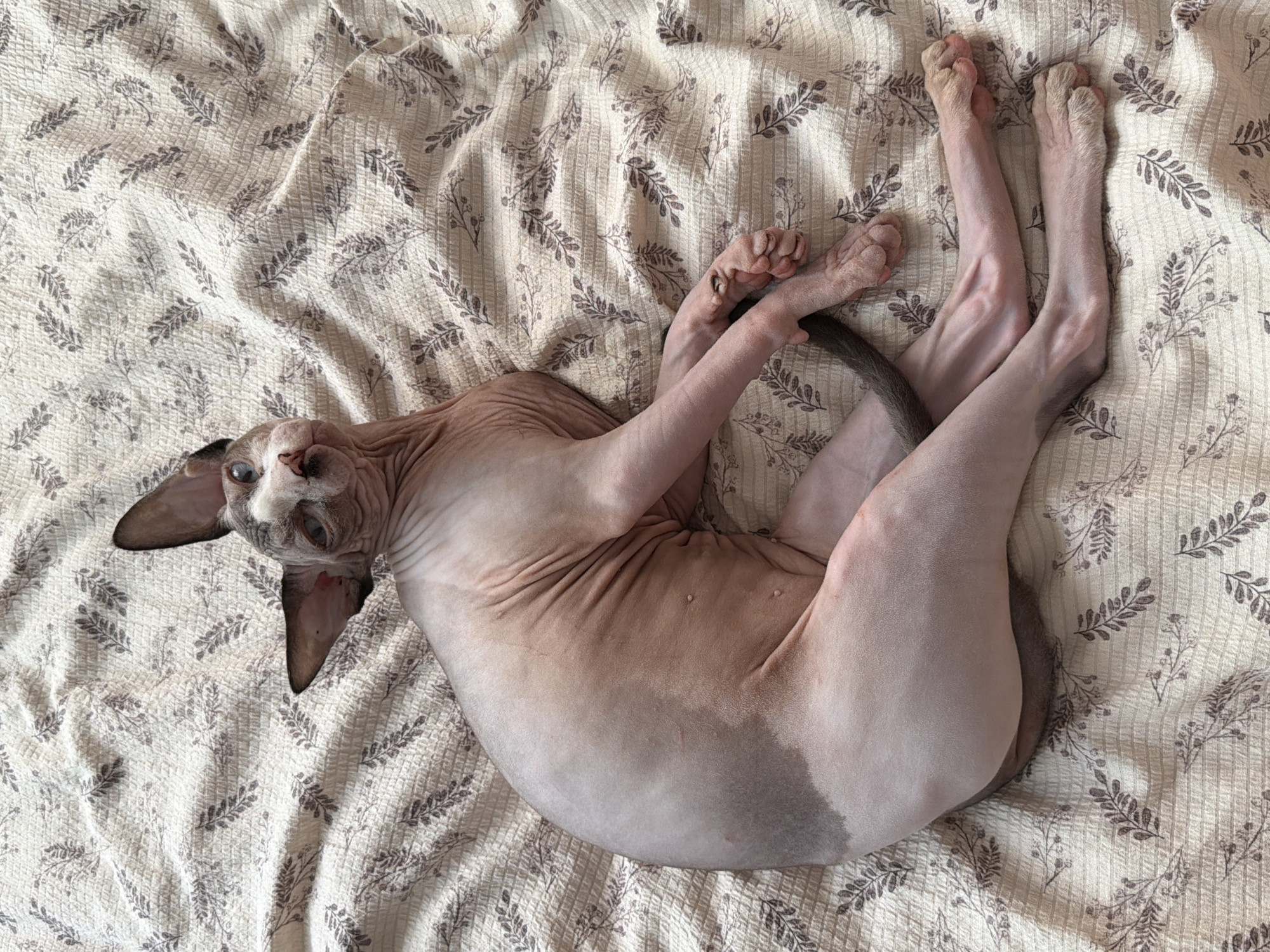 A hairless cat, likely a Sphynx breed due to its wrinkled skin, is lying on its back on a textured, light-colored blanket. The blanket has a subtle pattern of dark grey, stylized leaves and branches. The cat is positioned diagonally across the frame, with its head turned towards the viewer. Its eyes are open and its ears are large and pointed, characteristic of the breed. The cat's pink skin is visible, with some darker grey markings on its back and tail. Its paws are visible, with the hind legs stretched out and resting on the blanket. The lighting suggests it is daytime, with natural light illuminating the scene. The cat appears relaxed, possibly napping or simply resting in a comfortable position. There is no visible text in the image.