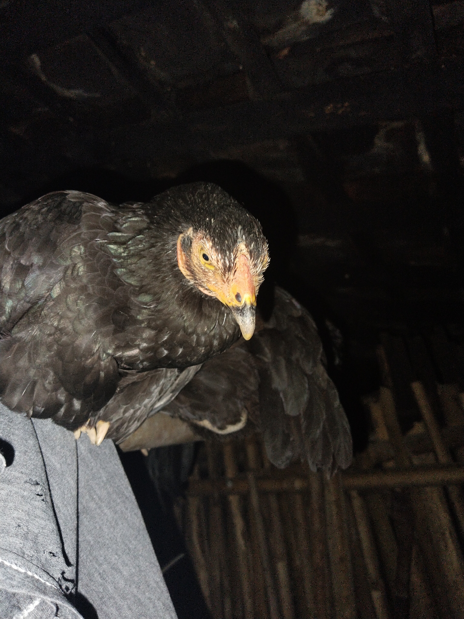 A hen with black feathers and a yellow beak is perched on a person's grey shirt. The environment is dimly lit, with a dark ceiling above and a wall made of wooden sticks behind the subject. The location is in the city of Unknown, Unknown.