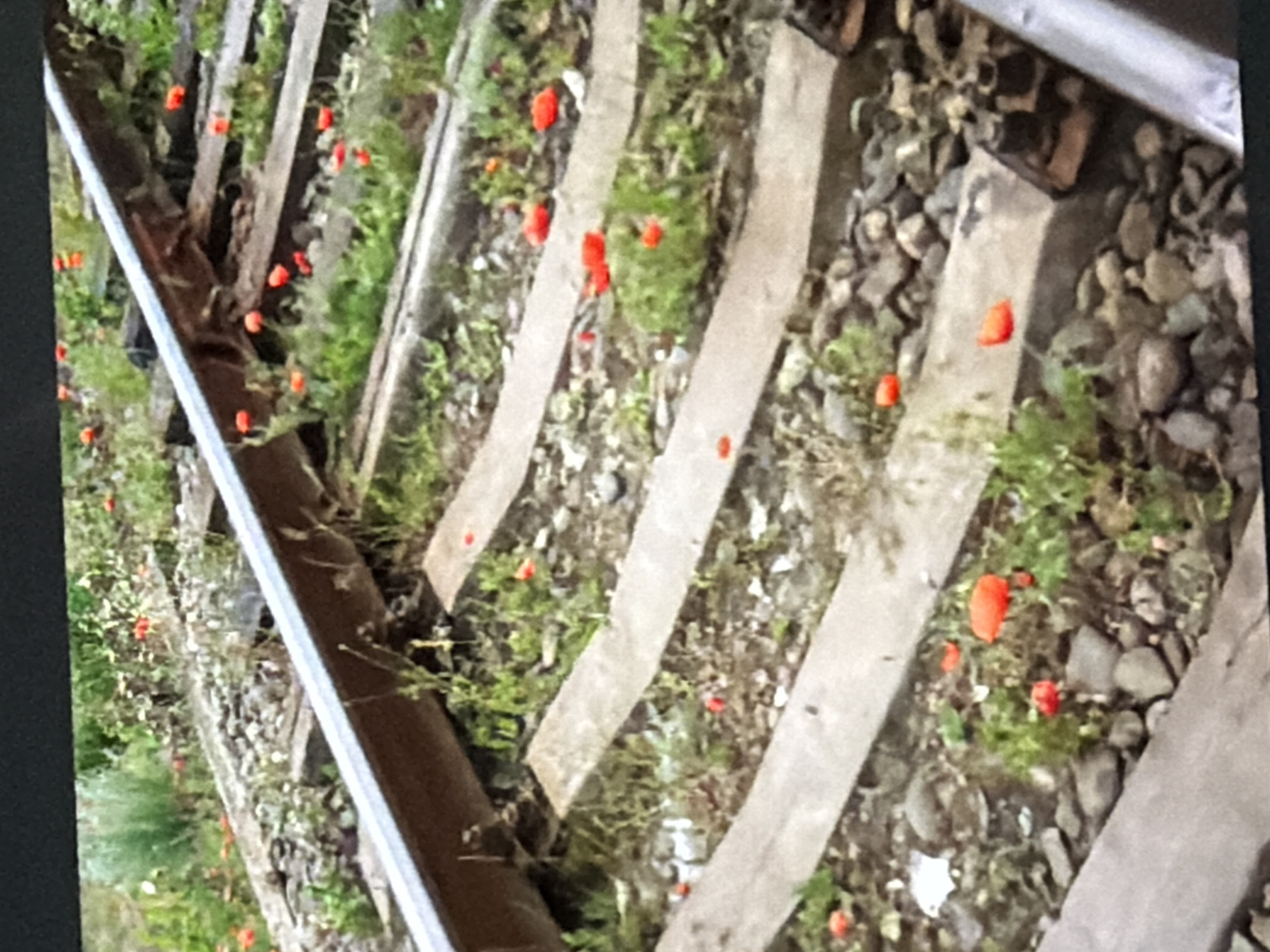 The image displays a close-up, angled view of railroad tracks with visible red flowers scattered among the gravel and green vegetation. The railroad ties are made of concrete, and the rails are visible along the left side of the frame. The scene appears to be outdoors, with natural lighting suggesting daytime. There are no people or discernible text in the image. The overall impression is one of nature reclaiming a man-made structure. The presence of numerous red flowers, possibly poppies, creates a striking contrast against the muted tones of the gravel and concrete. The setting seems to be a rural or semi-rural area, given the overgrowth and the absence of urban elements. The image is somewhat blurry and exhibits a low resolution, which obscures finer details. The photo appears to have been taken from a slightly elevated position, looking down onto the tracks. The focus is primarily on the texture of the gravel, the rough surface of the concrete ties, and the vibrant color of the flowers.
