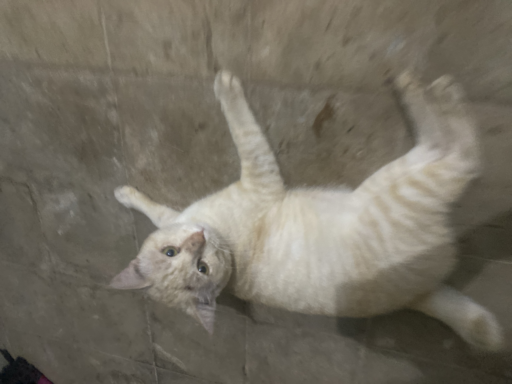A cream-colored cat lies on a tiled floor, with its body angled towards the bottom right of the frame. The cat's head is tilted to its left, and its eyes are open and looking upwards. One of its front paws is extended to the right, and the other is tucked closer to its body. The cat's hind legs are also visible, with its right hind leg extended. The floor appears to be made of light-colored square tiles. The background is dark and out of focus.