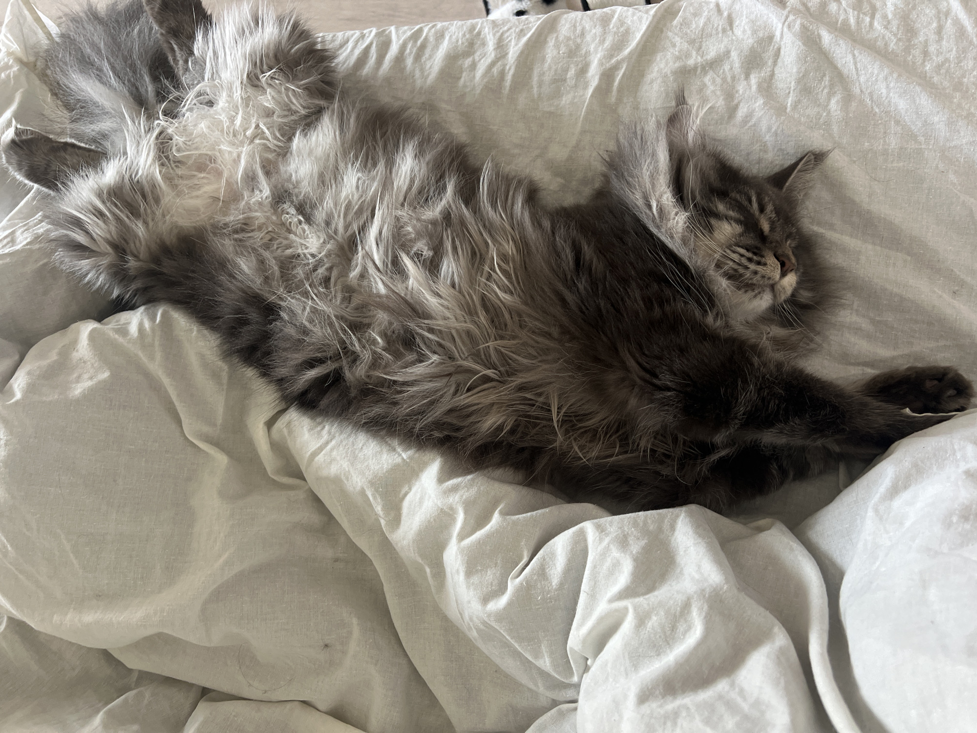 A gray, long-haired cat is sleeping on a white sheet. The cat is lying on its back with its belly exposed. Its eyes are closed and it appears to be relaxed. The sheet is rumpled and has some wrinkles. The location in the city of Ternopil, Ukraine is unknown.