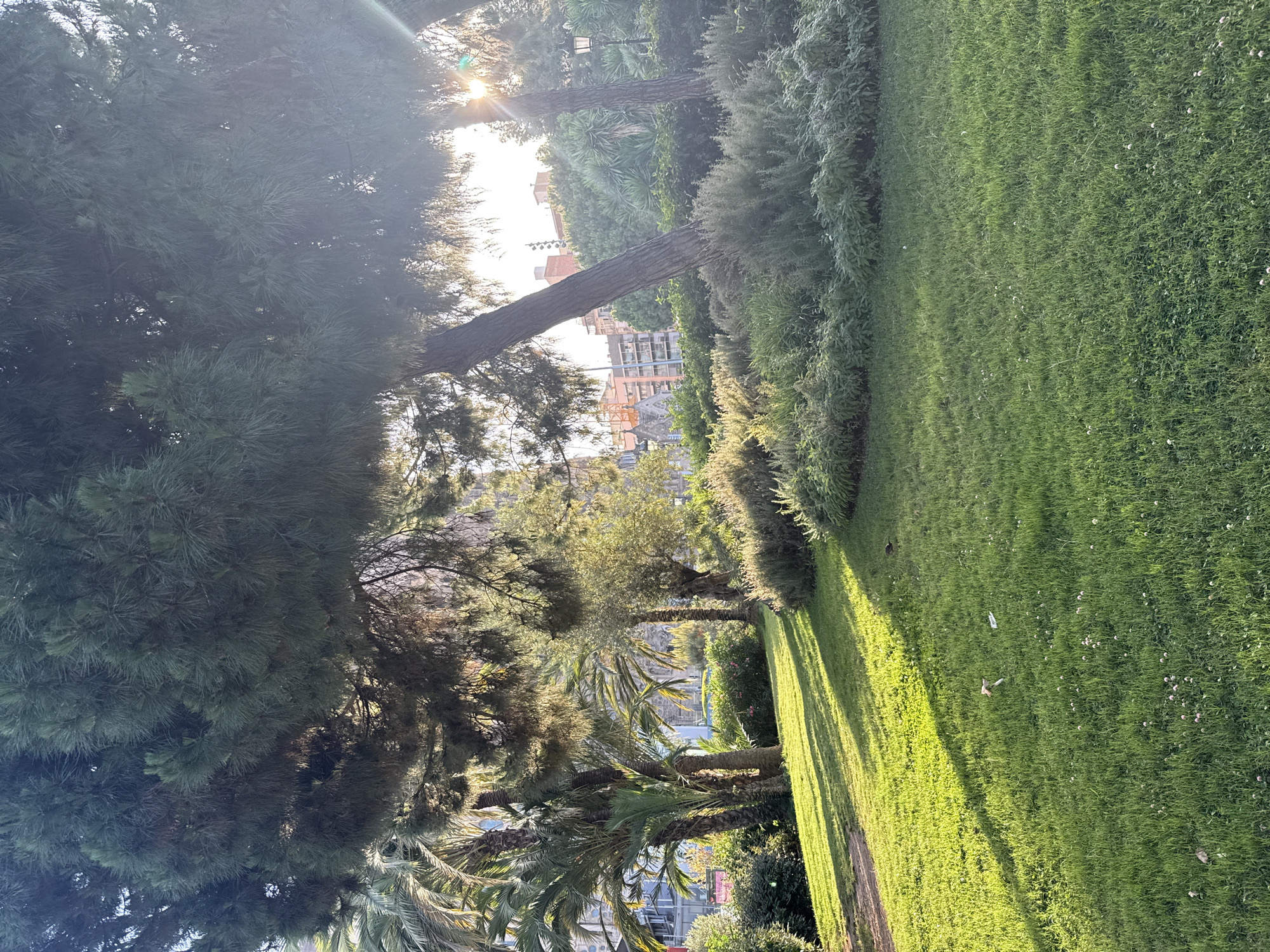 This is a photograph of a sun-drenched park, likely taken in Barcelona, Spain, given the palm trees and Mediterranean vegetation. The image is oriented vertically, presenting a serene park scene.
The foreground is dominated by the lush green canopy of a large pine tree, its needles catching the sunlight. To the right, a meticulously manicured lawn stretches into the distance, casting long shadows from unseen trees. A line of dense, green shrubs forms a border between the lawn and the trees. In the background, tall palm trees stand out, their fronds silhouetted against the bright sky. Beyond the foliage, hints of urban architecture are visible, suggesting the park is situated within a city.
The sun is low in the sky, indicated by the warm, golden light and the pronounced shadows, suggesting either early morning or late afternoon. The weather appears clear and pleasant. There are no people or specific objects of interest clearly visible, except for a street lamp visible behind a tree. The overall impression is one of tranquility and natural beauty, bathed in the soft light of the sun.