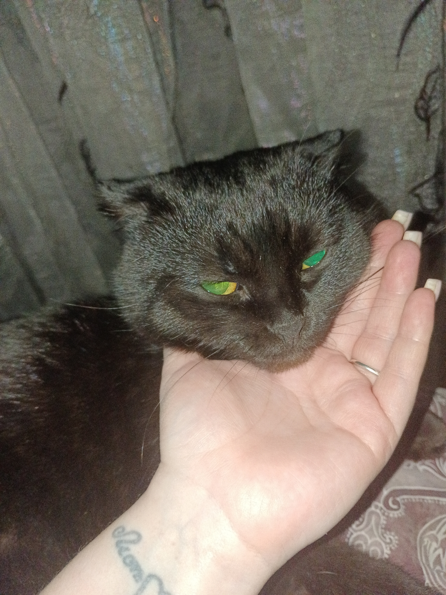 The image presents a close-up view of a black domestic cat's head resting on a human hand, situated indoors in Chaikovsky, Russia. The cat exhibits short, dark fur and eyes that appear to be green on the left (viewer's left) and yellowish-green on the right, possibly due to light reflection or heterochromia. Its ears are positioned slightly back and flat against its head. The human hand is of a fair skin tone, with long fingernails featuring white tips. A silver-colored band ring is worn on the fourth digit (ring finger). A partial tattoo in a cursive script, appearing to read "Sweet" or similar, is visible on the wrist of the hand. The background consists of a dark, textured fabric, potentially a curtain or drapery, to the upper left, and a patterned fabric, possibly a blanket or cushion with a light-colored paisley-like design, to the lower right.