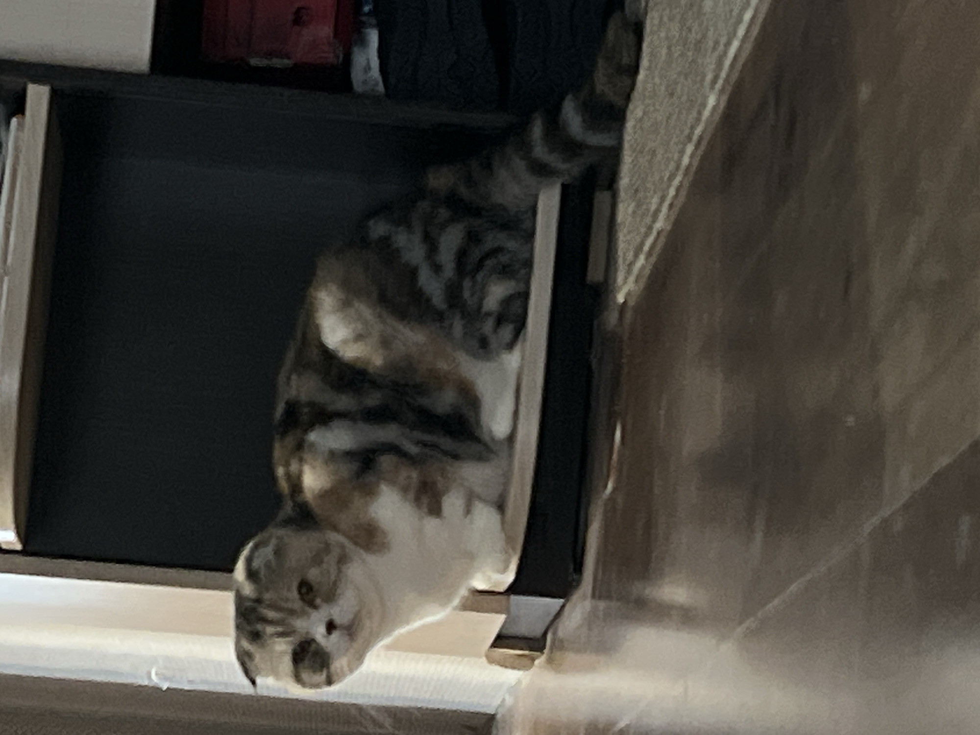 A cat with a tabby-patterned tail is sitting inside of a partially open black drawer. The drawer is set within a brown wooden frame. The cat has white patches on its face. The location of the image is unknown and there is no evidence that suggests the location is in the city of Noviy, Russia.
