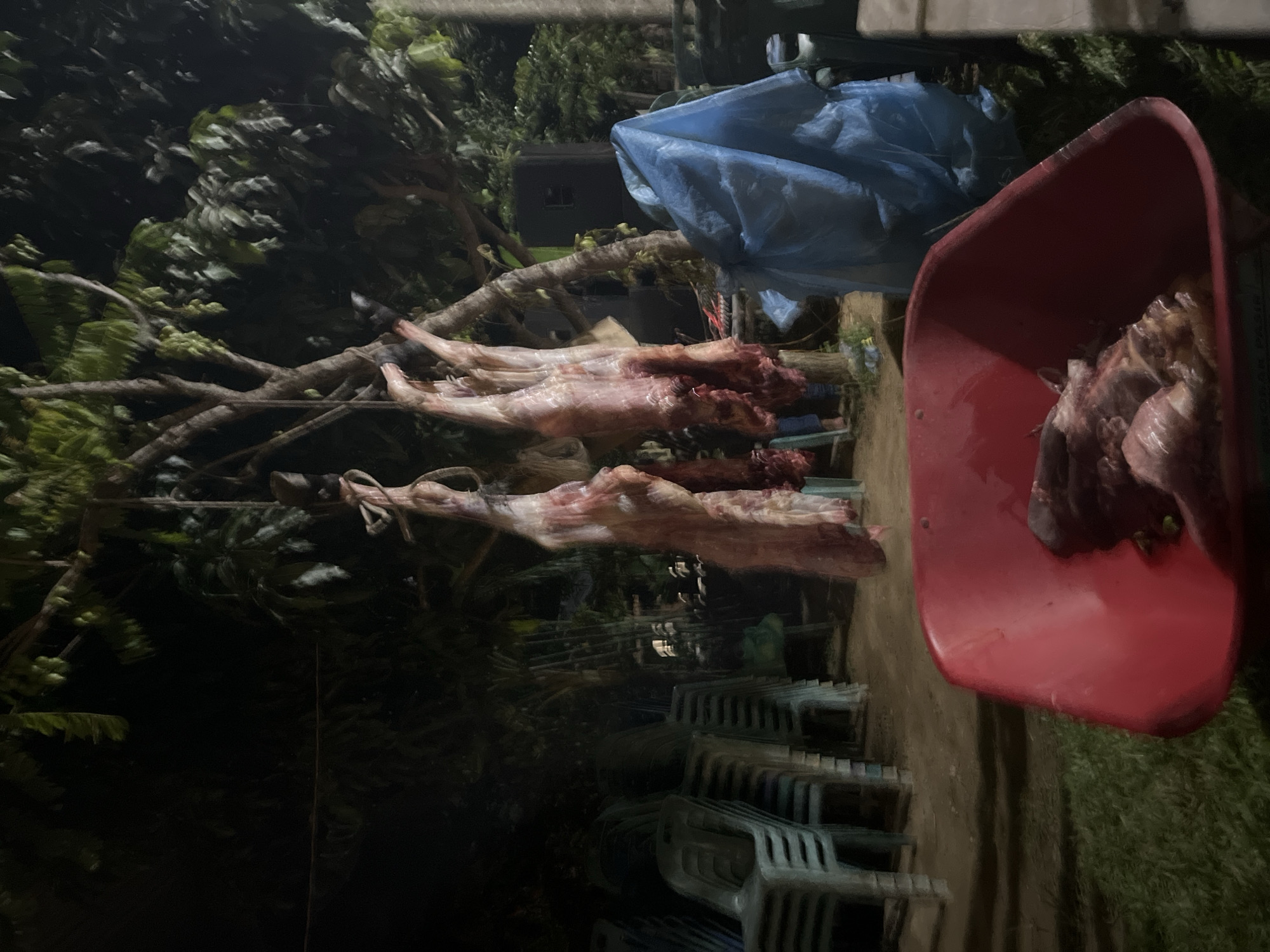 The image captures an outdoor scene at night, illuminated by artificial light, depicting the aftermath of animal butchering. In the central and left portions of the frame, several skinned animal carcasses, likely goats or sheep, are seen hanging from a horizontal beam or tree branch. Their pale, raw flesh is visible, with some darker, reddish areas suggesting blood.
To the right, a bright red plastic wheelbarrow or large tub contains various cuts of raw meat. Above this, a crumpled blue tarp or plastic bag is draped. The background and upper left are dominated by dense, dark green foliage of trees, indicating a lush, outdoor setting. Below the hanging carcasses and extending towards the bottom right, numerous stacks of light-colored plastic chairs are arranged, suggesting preparation for a communal gathering or event.
The scene strongly implies a large-scale animal sacrifice or butchering, likely for a religious or festive occasion such as Eid al-Adha (Qurban), common in places like Lhokseseumawe, Indonesia. The presence of multiple carcasses and stacked chairs points to a community event involving a shared meal or distribution of meat. No people are visible in the image, and there is no discernible text. The time of day is clearly night.