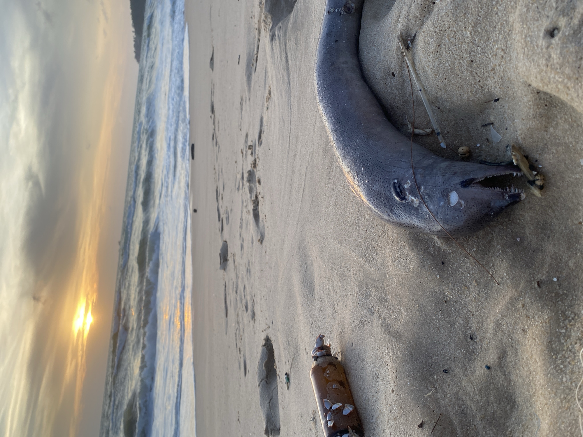 The image depicts a beach scene in Choeng Thale, Thailand, at sunset. A dead moray eel lies on the sand, surrounded by debris including a brown bottle with shells attached. Footprints are visible in the sand, leading towards the ocean. The sea is calm, with waves lapping the shore. The sun is setting, casting a warm glow over the scene.