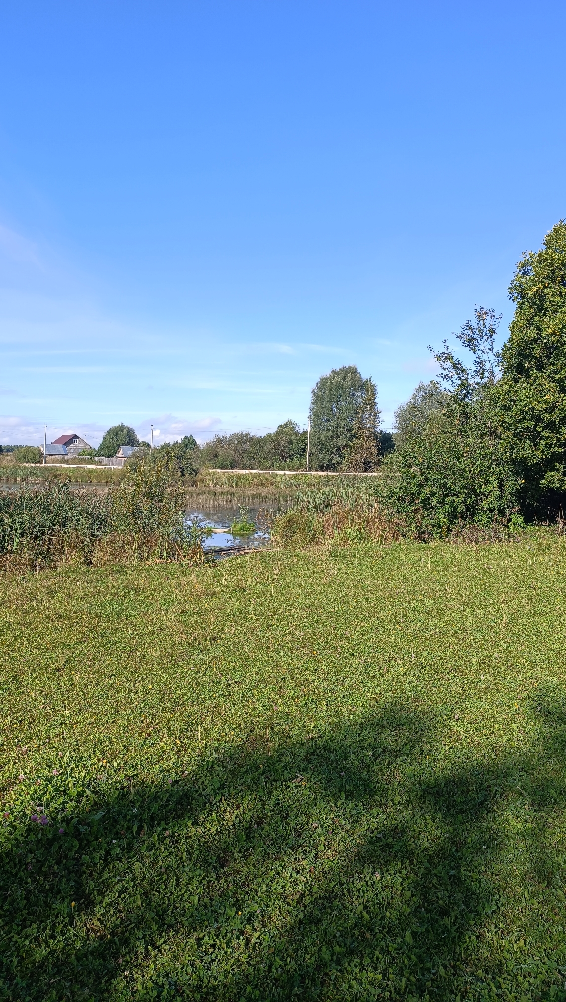 The image depicts a serene, sunlit outdoor scene with a clear blue sky dominating the upper portion. In the foreground, a lush green lawn with scattered clover and small yellow flowers is visible, partially covered by a dark shadow, suggesting the presence of overhead foliage. Beyond the lawn, a body of water, appearing to be a small pond or lake, is situated. The water's surface reflects the sky and surrounding greenery. Reeds and tall grass line the edge of the water, creating a natural border. In the mid-ground, a line of trees and bushes forms a backdrop to the pond. Further in the distance, across a road, several houses with visible rooftops and a wooden fence can be observed, indicating a rural or semi-rural setting. The overall impression is one of a tranquil, natural landscape with elements of human habitation present in the background.