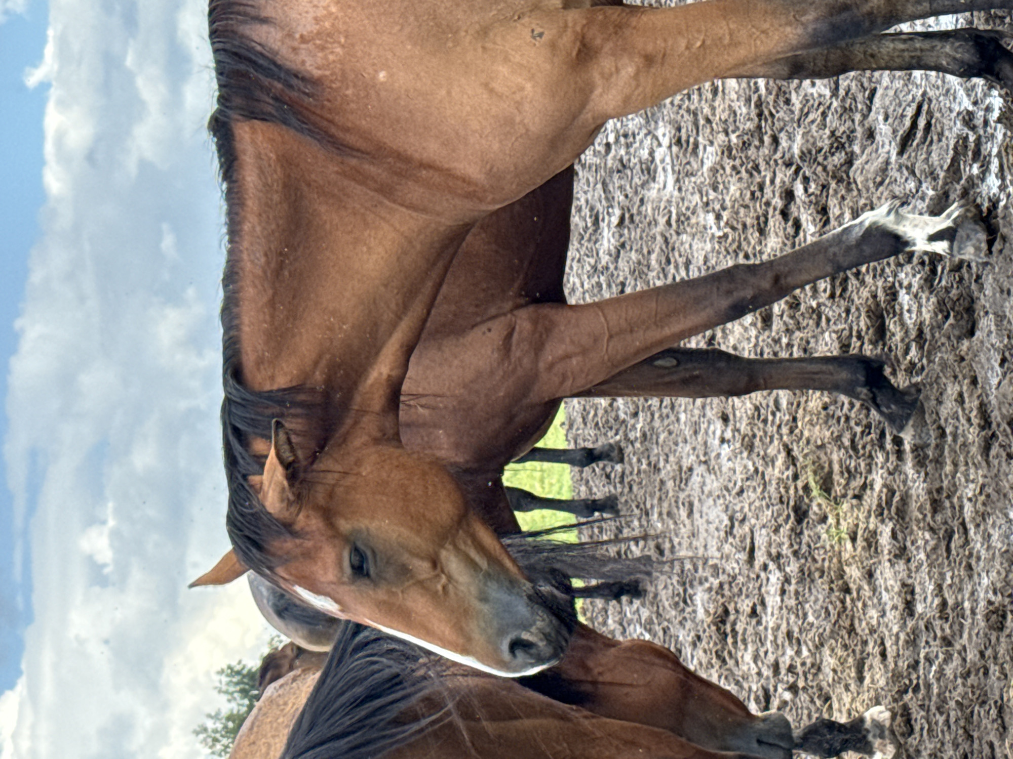 In the city of Galinė, Lithuania, a group of brown horses stand in a muddy, wet field under a cloudy sky. The horses are the primary subjects, with one horse in the foreground facing left, its head and neck visible. This horse has a white blaze on its face and a dark mane. Behind it, other horses are partially visible, some appearing to be darker brown or black. The ground is covered in thick, brown mud, with some patches of green grass emerging. The overall environment suggests a farm or pasture setting.