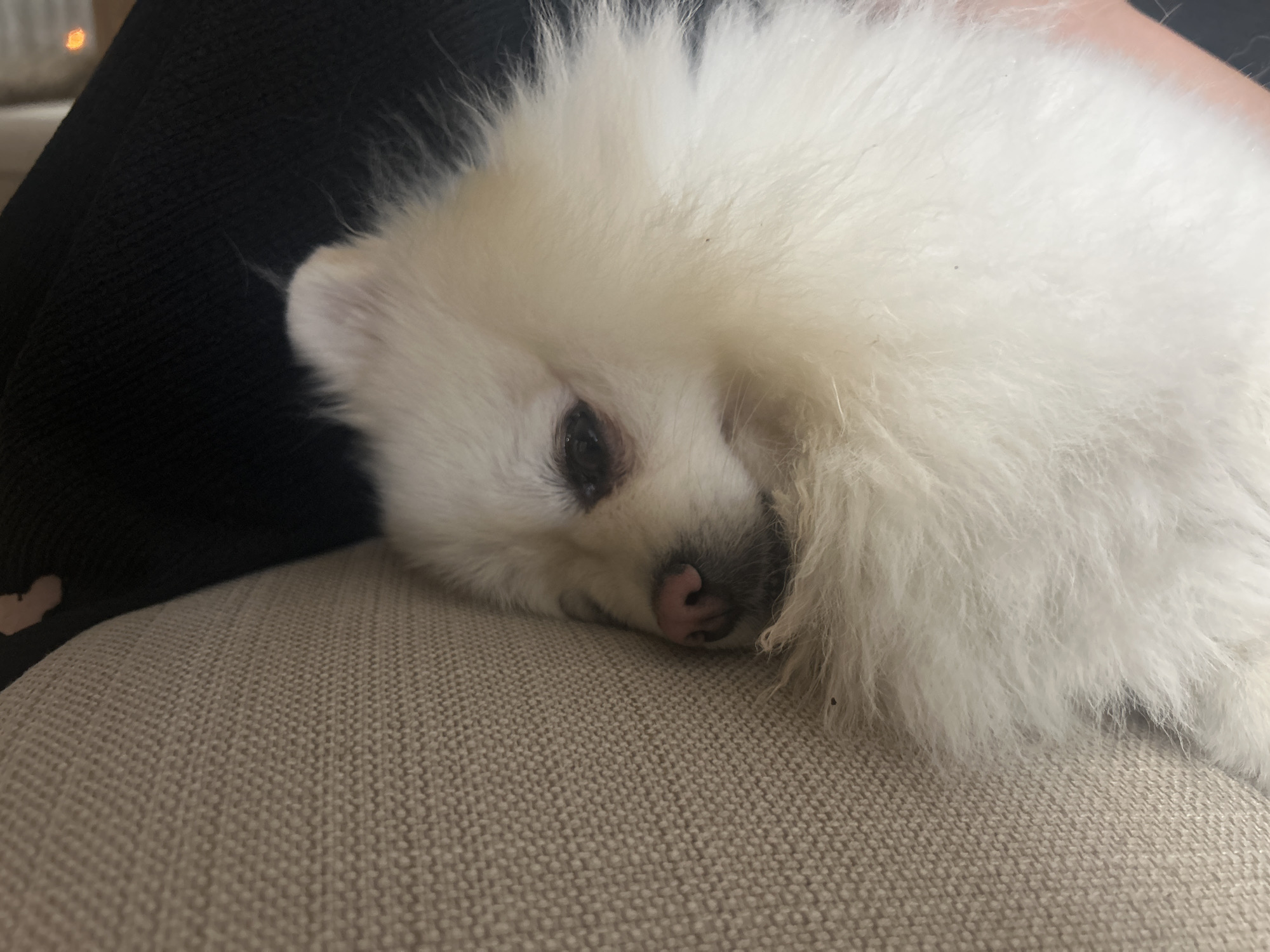 A close-up shot captures a fluffy white Pomeranian dog resting on a light-colored, textured sofa. The dog's head is turned to the side, with its face partially obscured by its fur. Its nose, a soft pink, is visible, as is one dark eye. The background includes a dark, textured fabric, possibly clothing or upholstery, and a blurred, out-of-focus light source in the upper left corner, suggesting an indoor setting. The scene is static, with the dog appearing relaxed and asleep. The location is not specified in the image or provided context.
