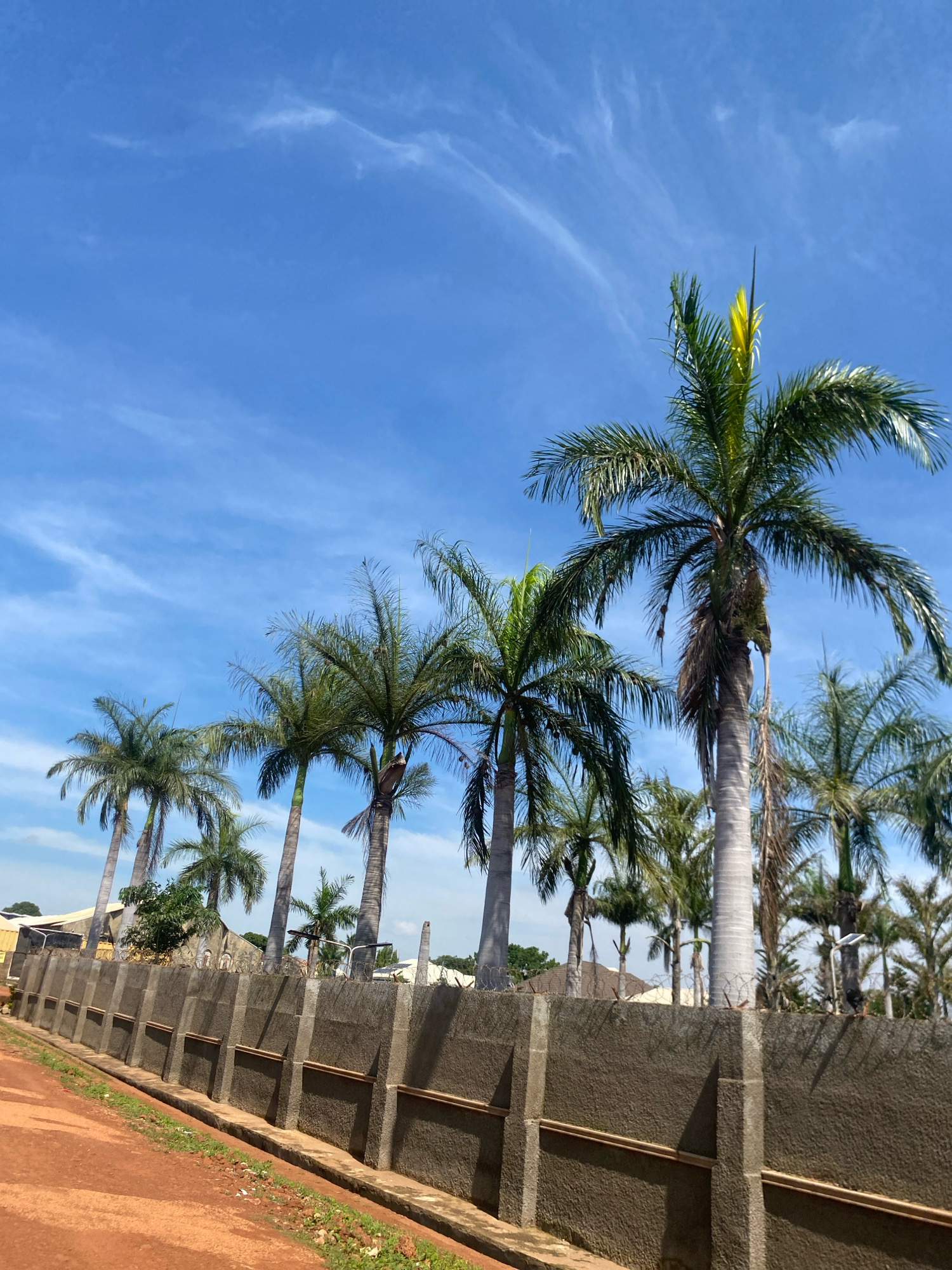 In the city of Barden Yana, Nigeria, a row of mature palm trees stands tall against a vibrant blue sky, characterized by wispy white clouds. The trees are planted behind a tall, weathered concrete wall, which is topped with barbed wire for security. The wall runs diagonally across the frame, suggesting a boundary or perimeter. In the foreground, a dirt path, likely a road or walkway, is visible, its reddish-brown hue contrasting with the green of the palm fronds and the blue of the sky. The environment suggests a warm, possibly tropical climate. No people are present in the scene.